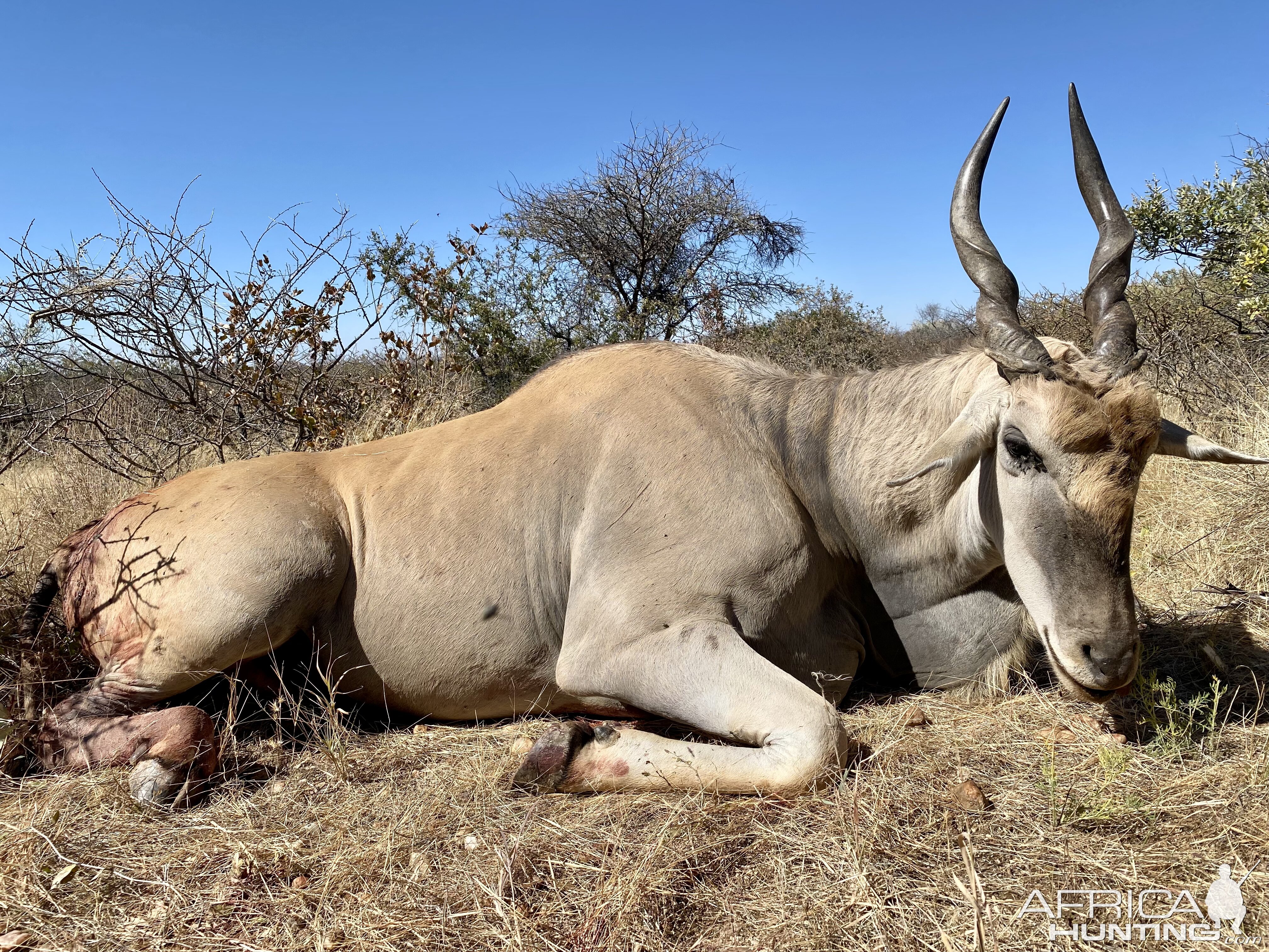 Eland hunting in Namibia with Zana Botes Safari