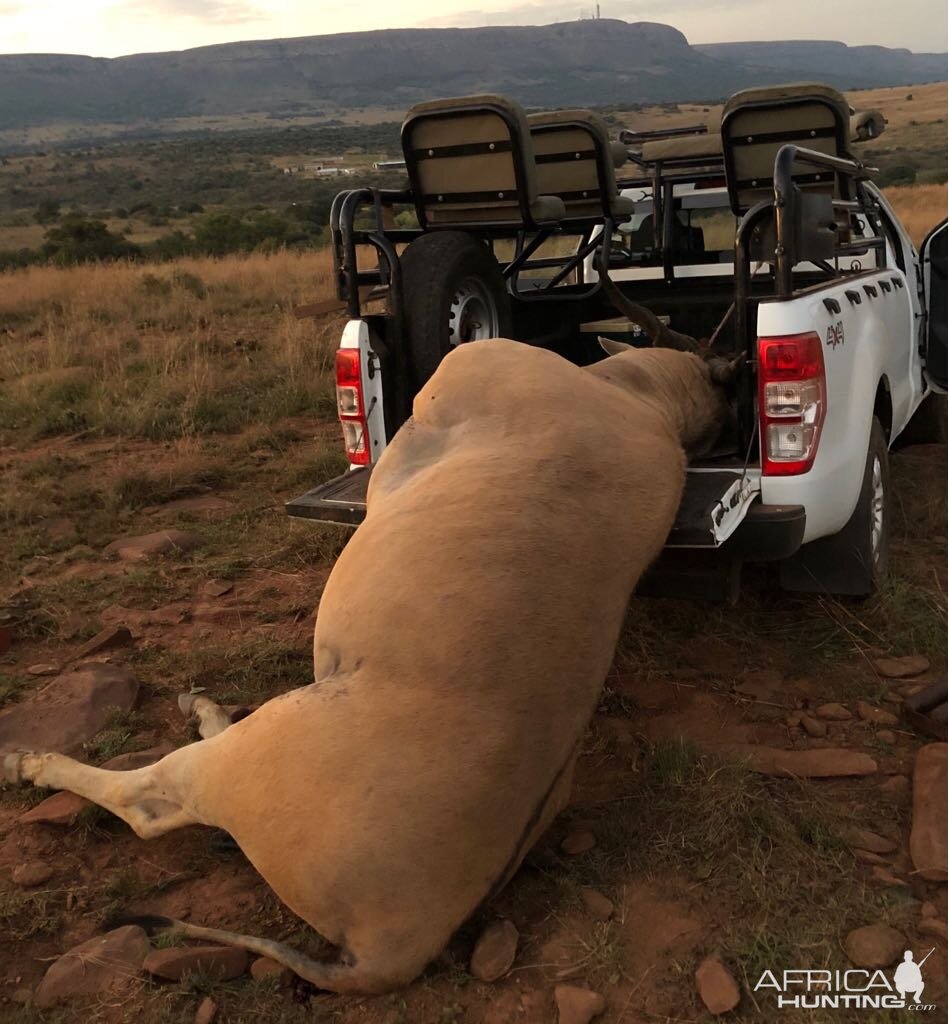 Eland Hunting in South Africa