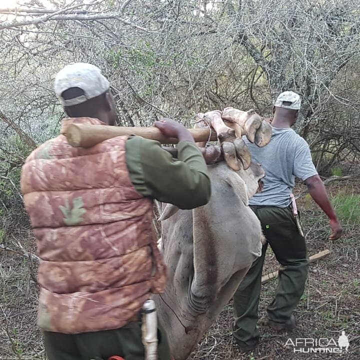 Eland Hunting in South Africa