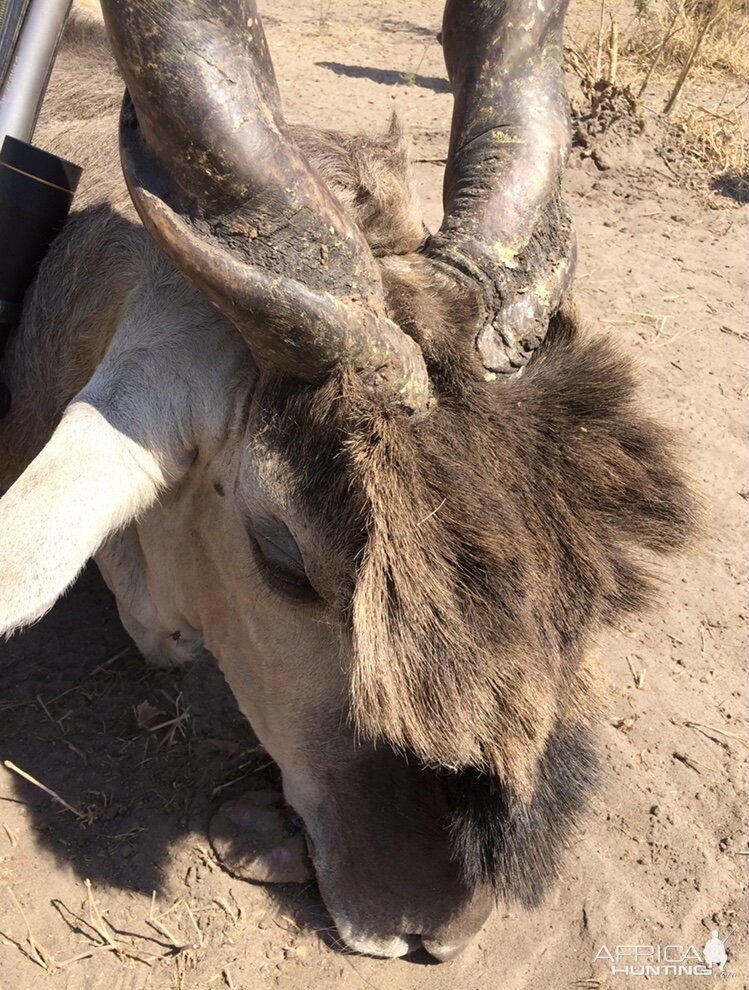 Eland Hunting Namibia