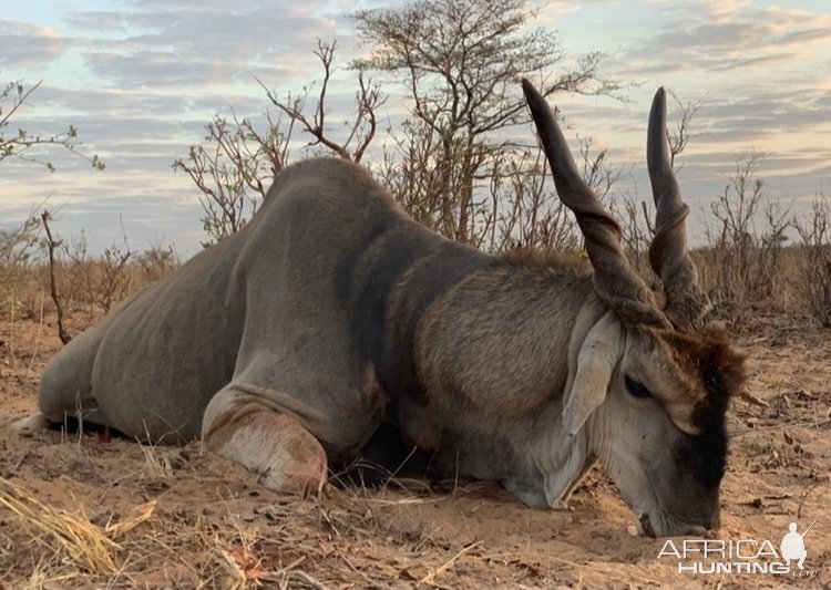 Eland Hunting Namibia