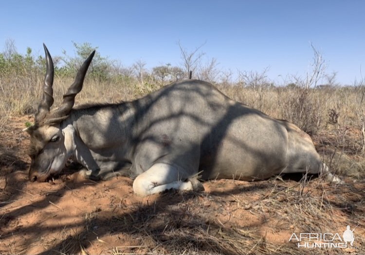 Eland Hunting Namibia