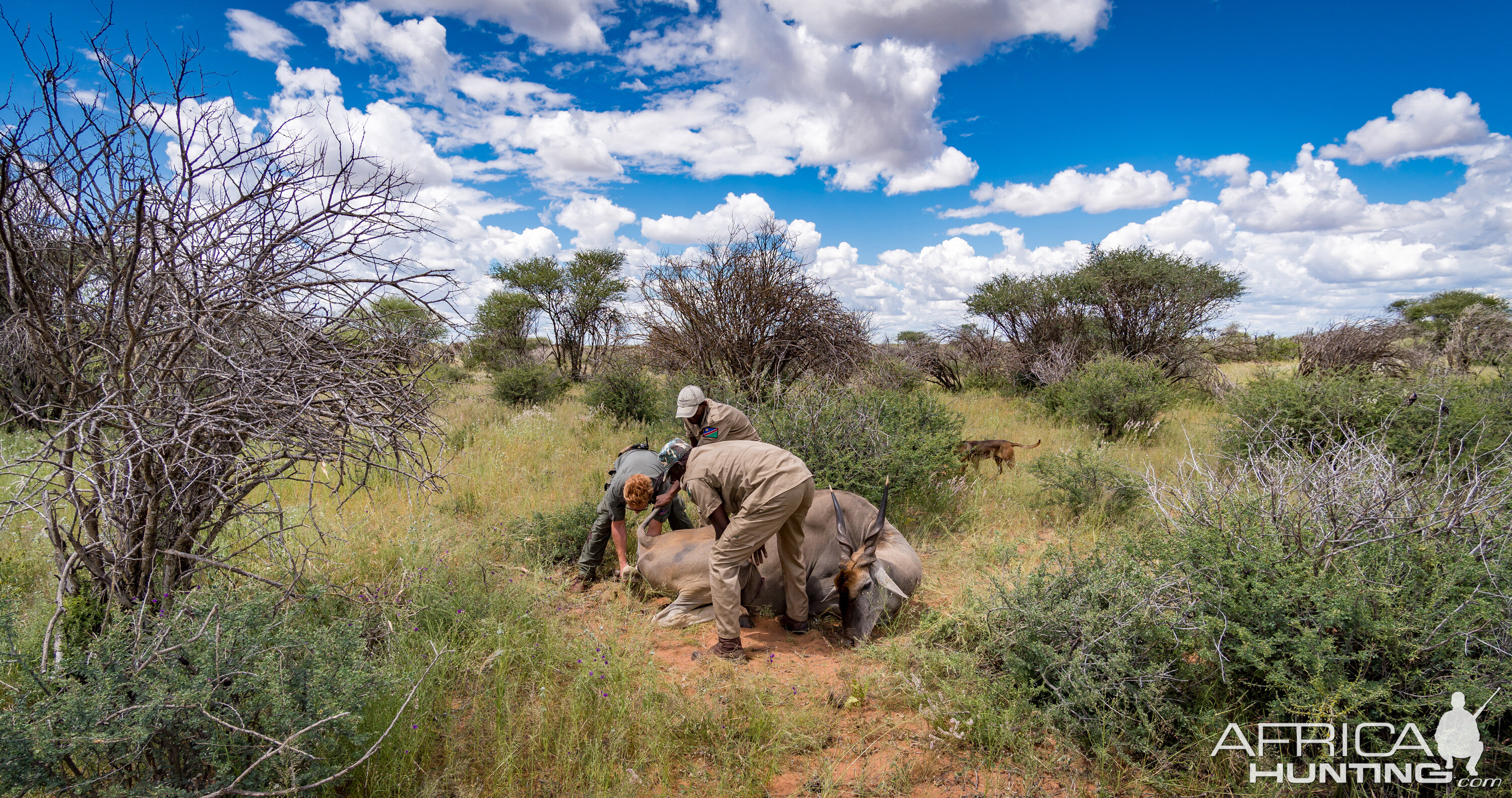 Eland Hunting Namibia