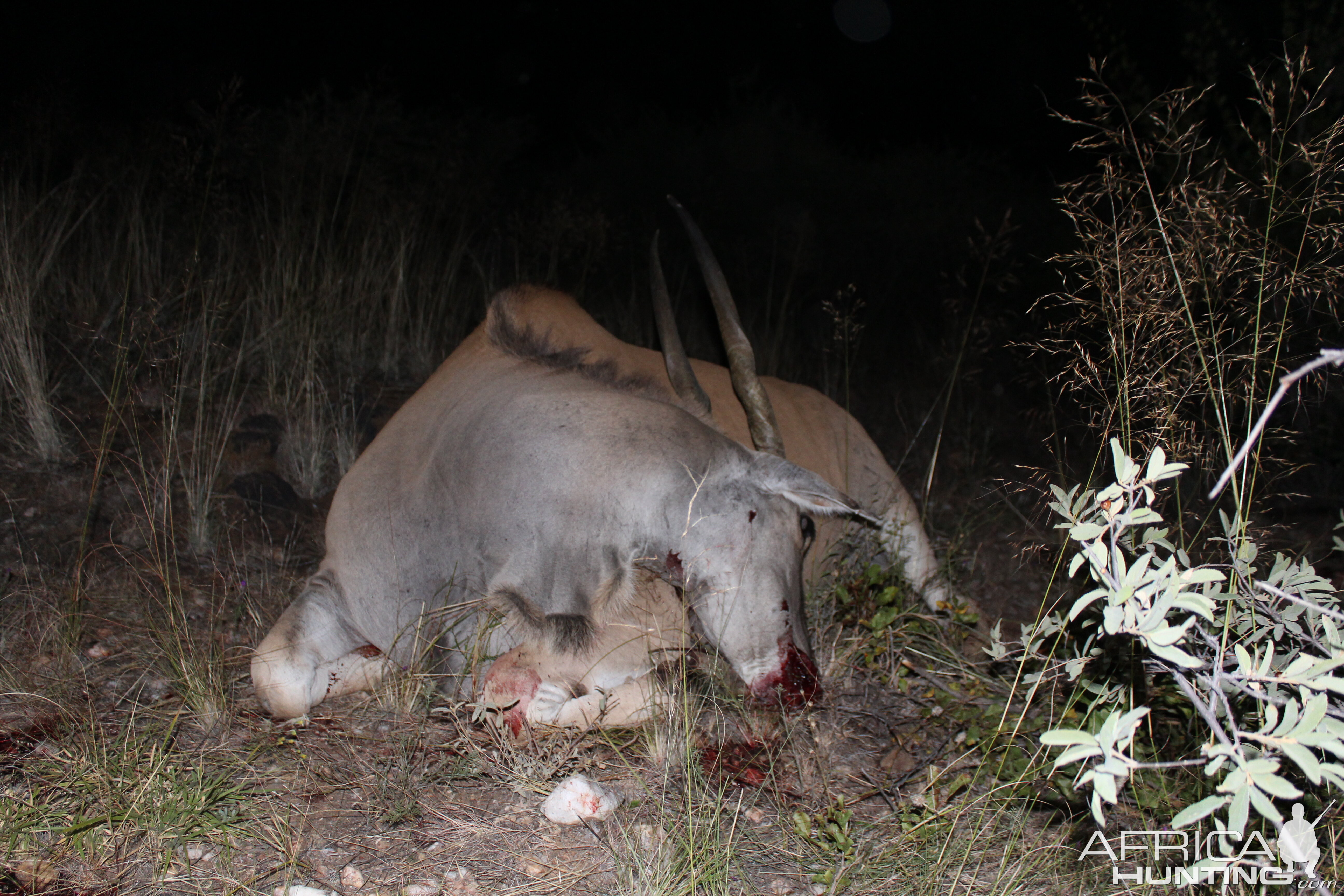 Eland Hunting Namibia