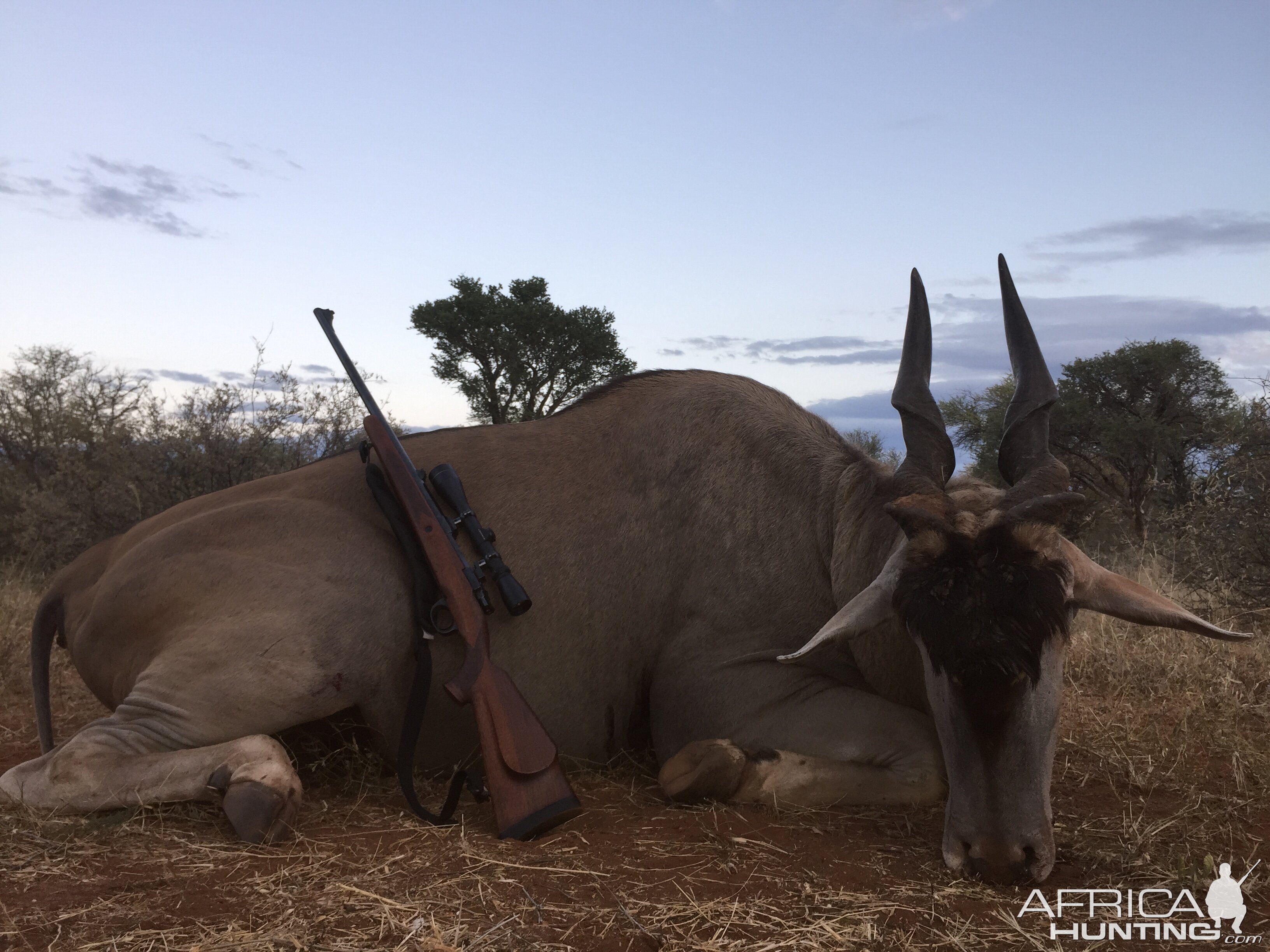 Eland Hunting South Africa