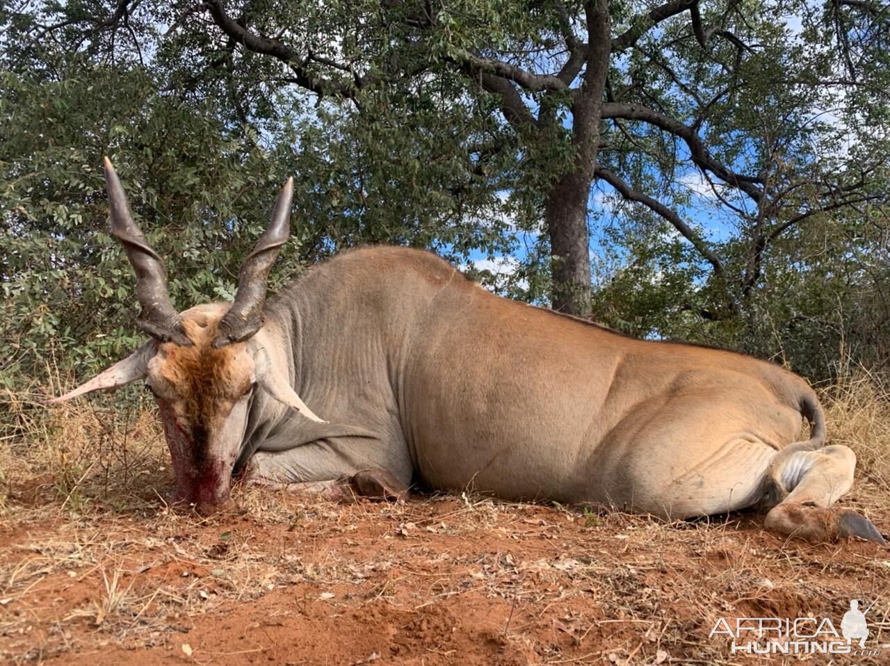 Eland Hunting South Africa