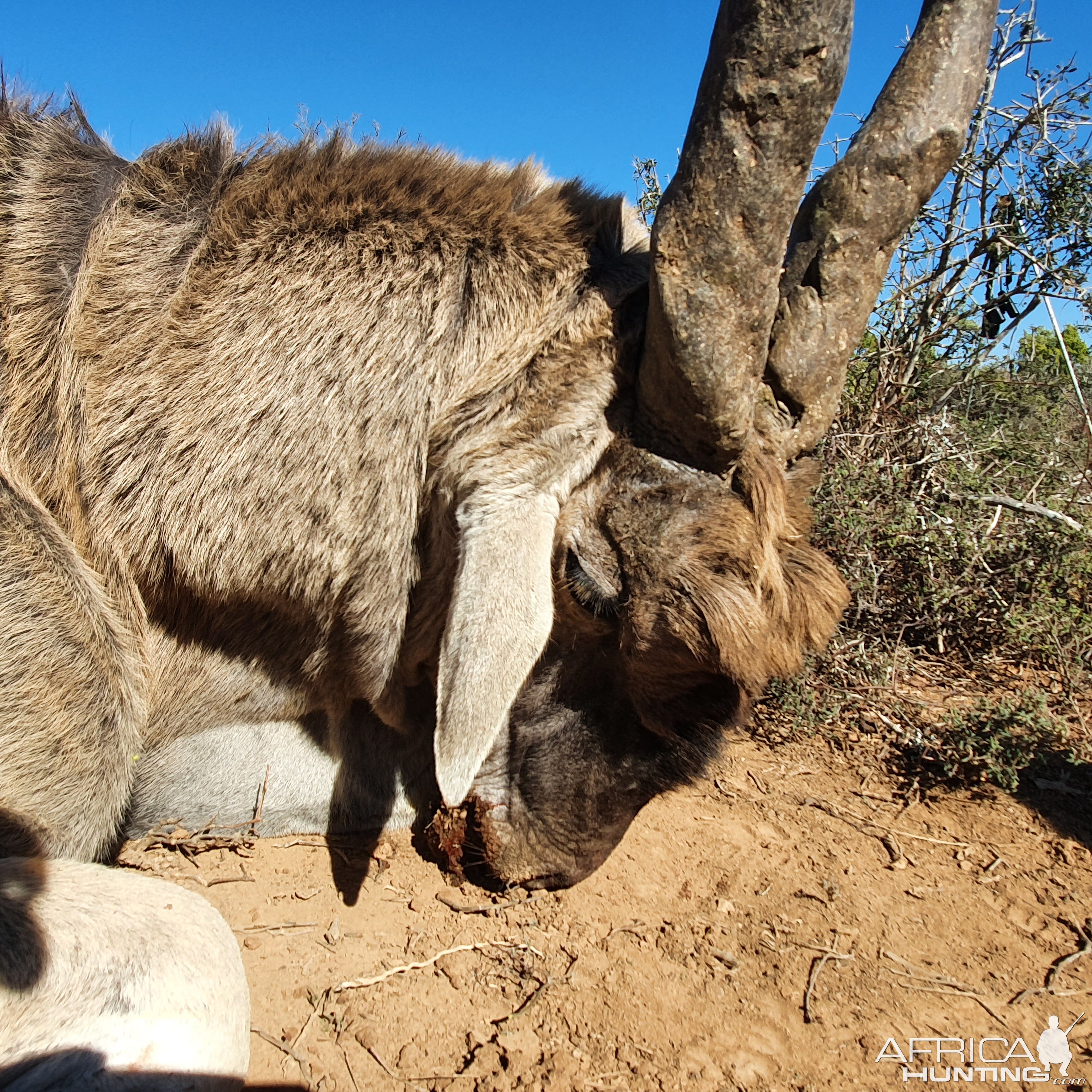 Eland Hunting South Africa