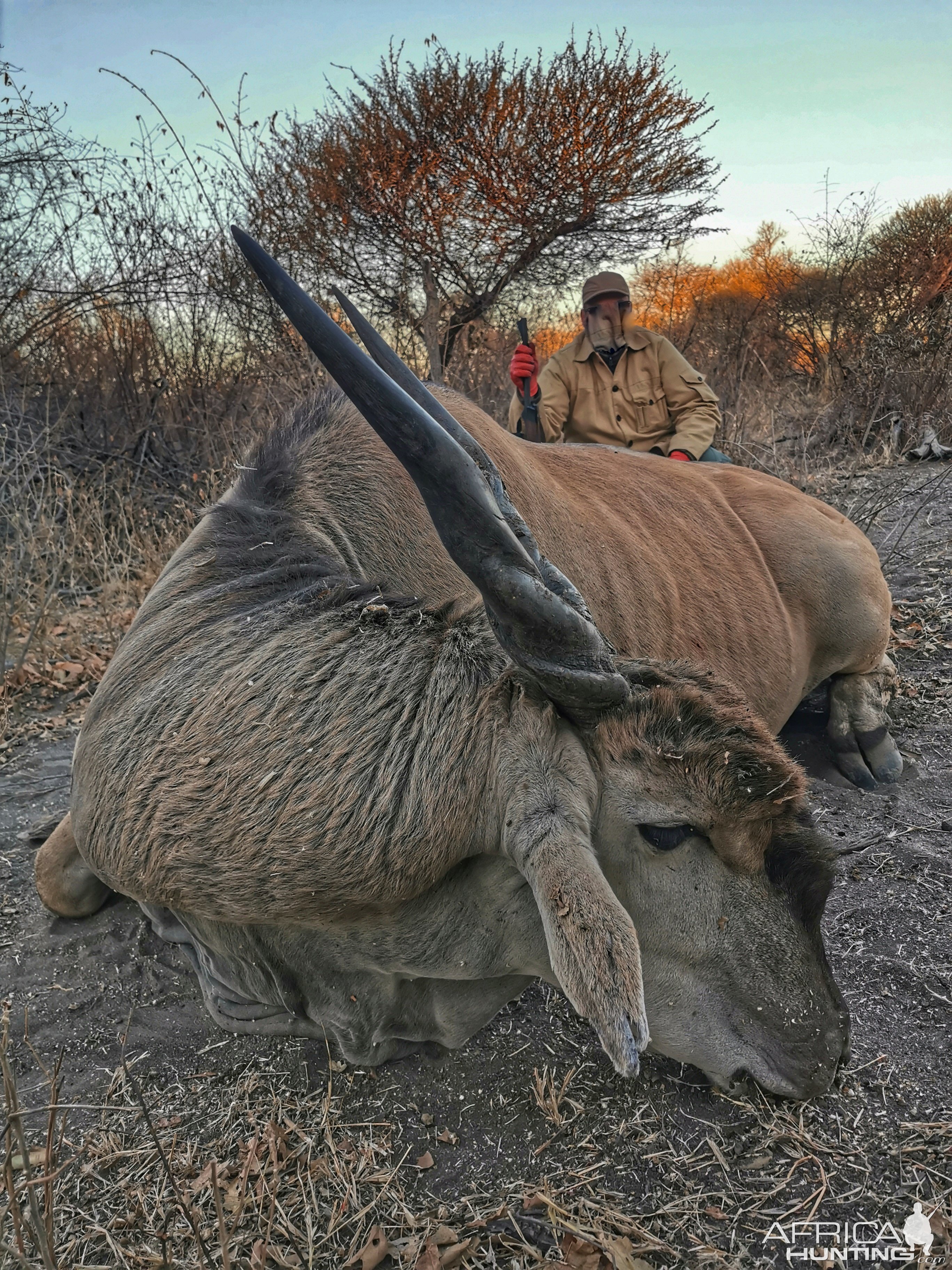 Eland Hunting South Africa