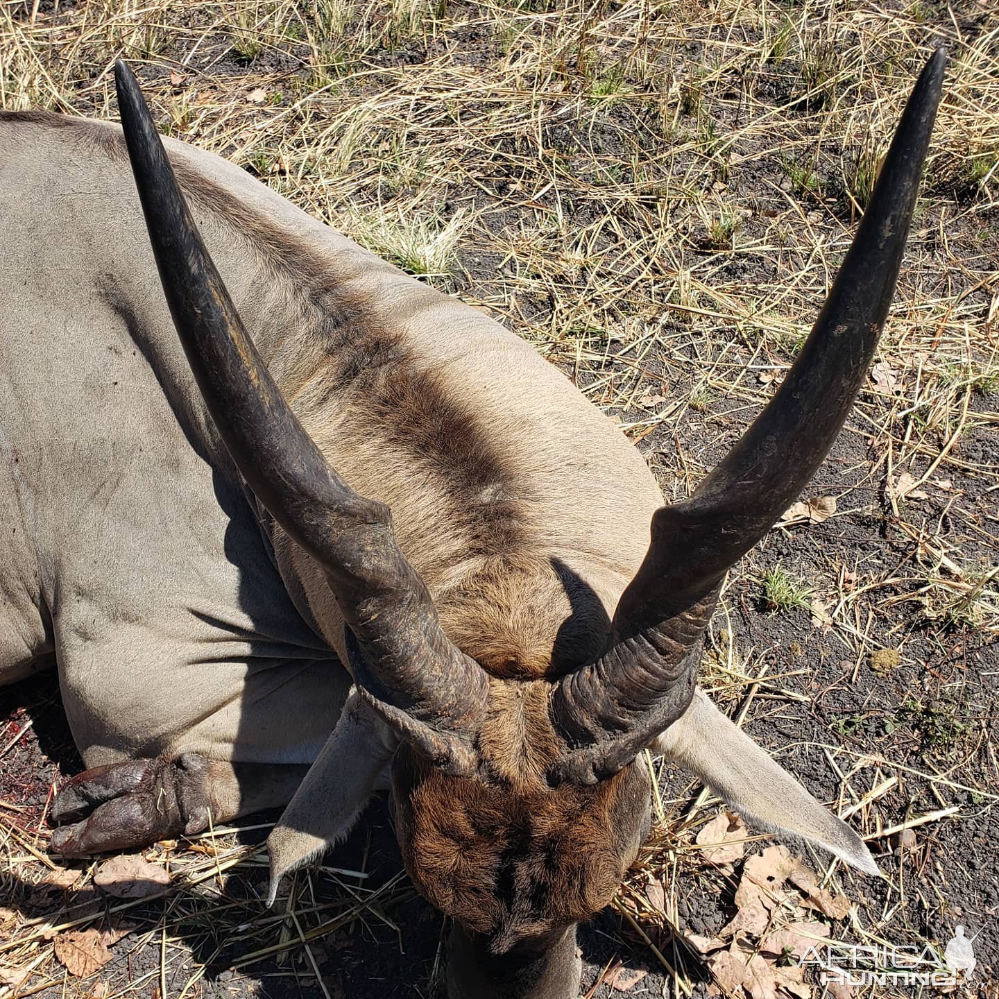 Eland Hunting Tanzania