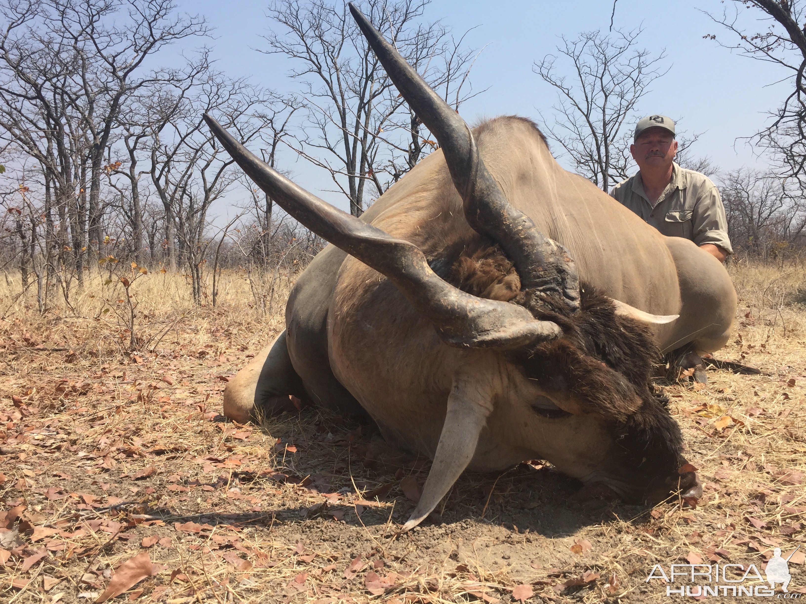 Eland Hunting Zimbabwe