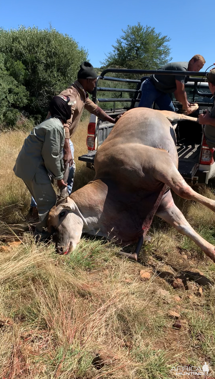 Eland Hunting