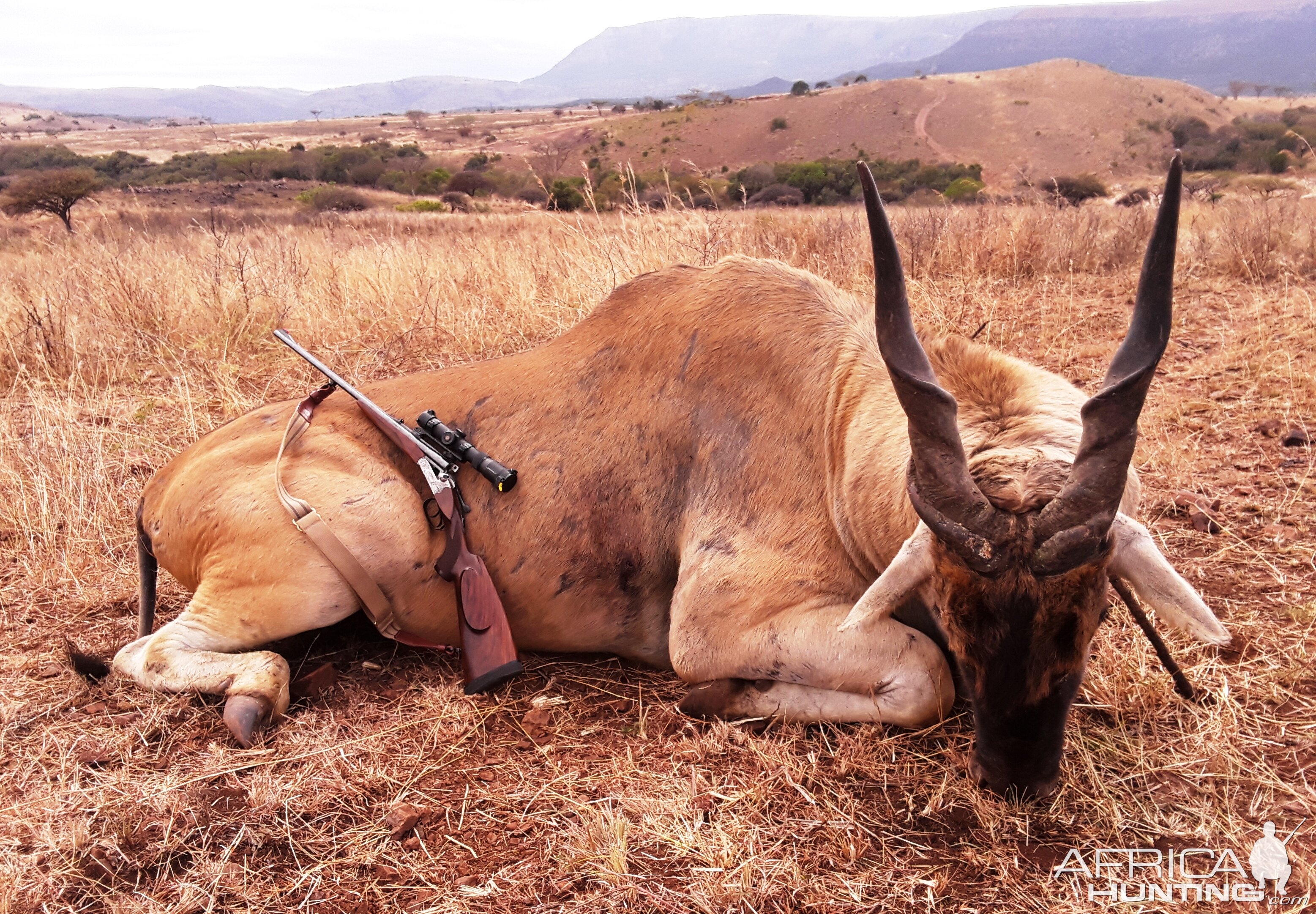 Eland Hunting