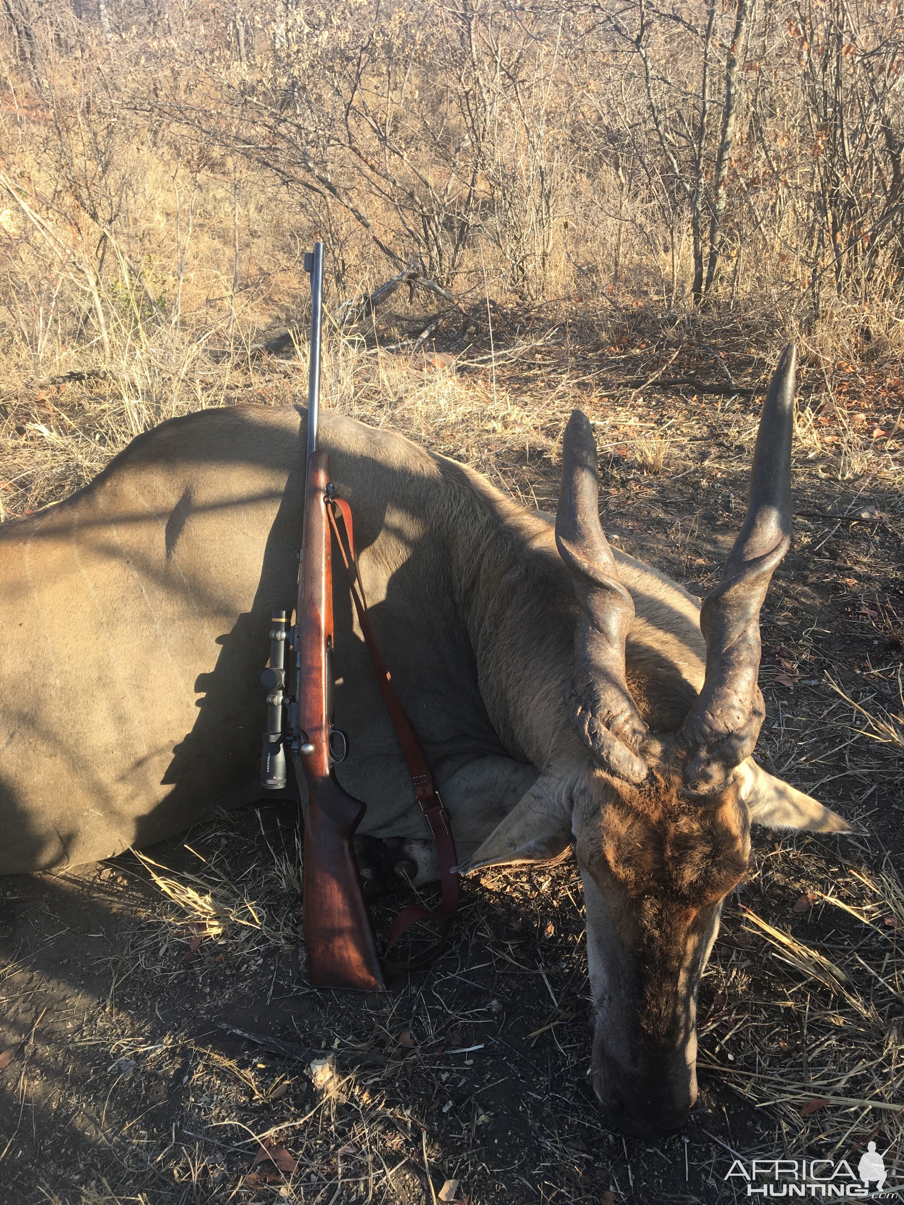 Eland Hunting