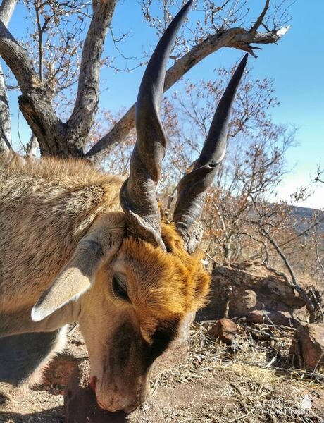 Eland Hunting