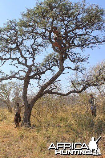 Eland Hunting