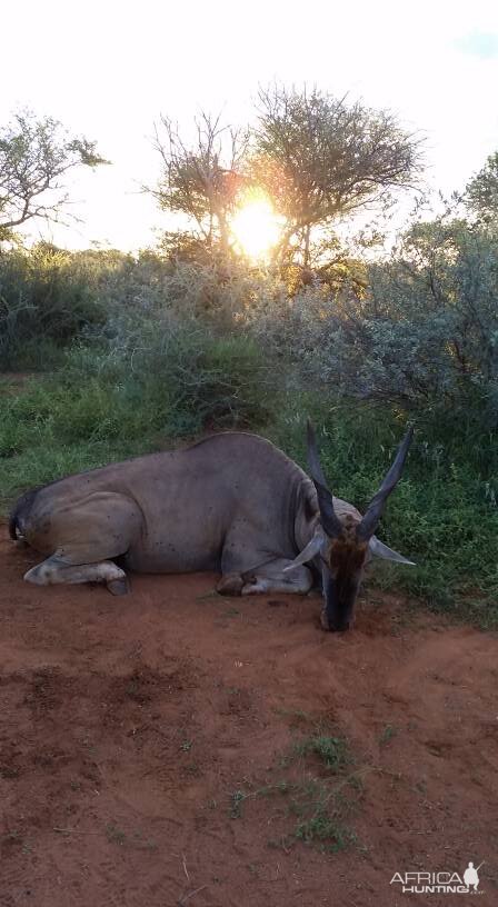 Eland Hunting