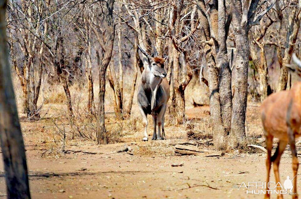 Eland in South Africa