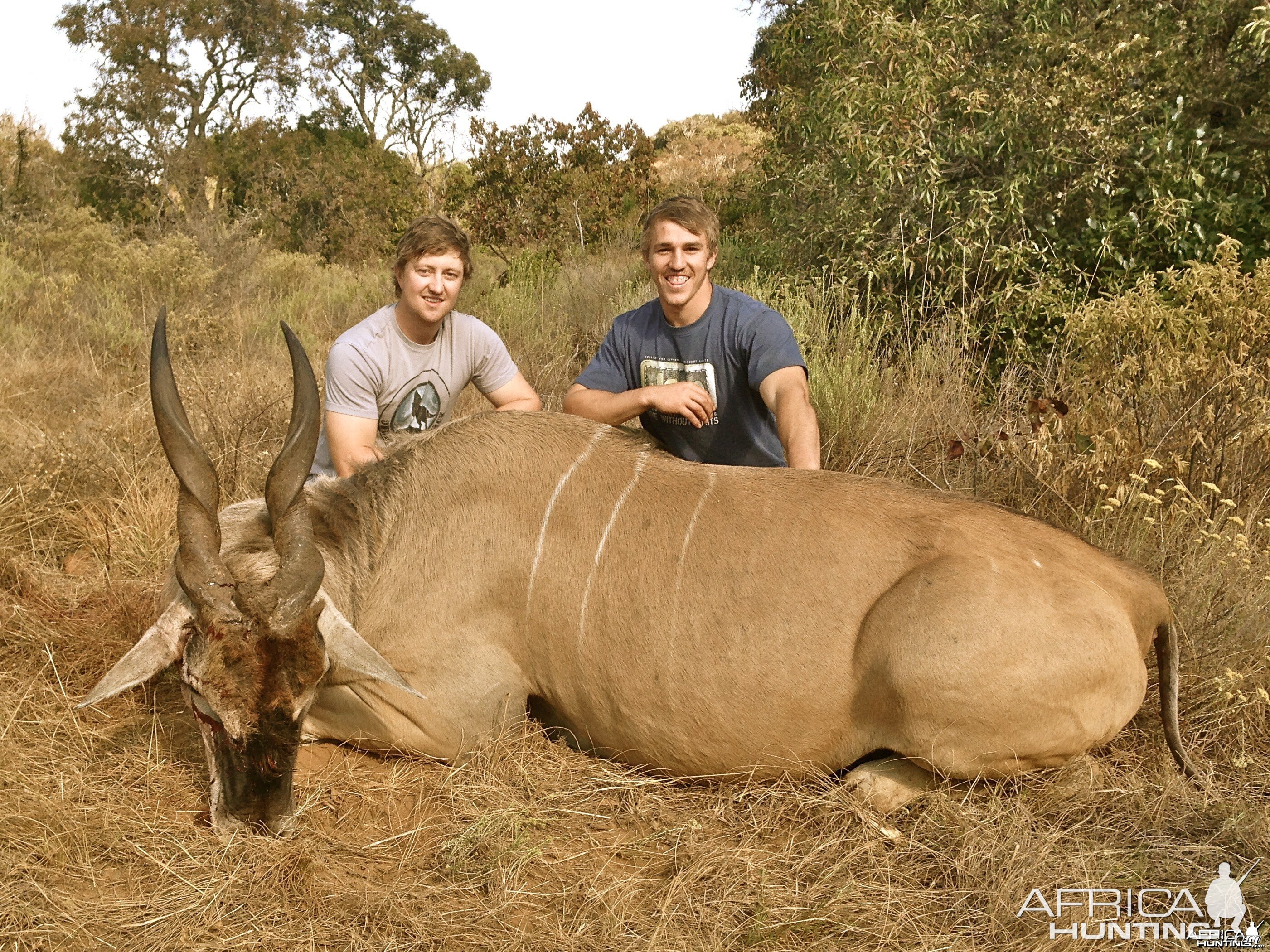 Eland - Limpopo Valley