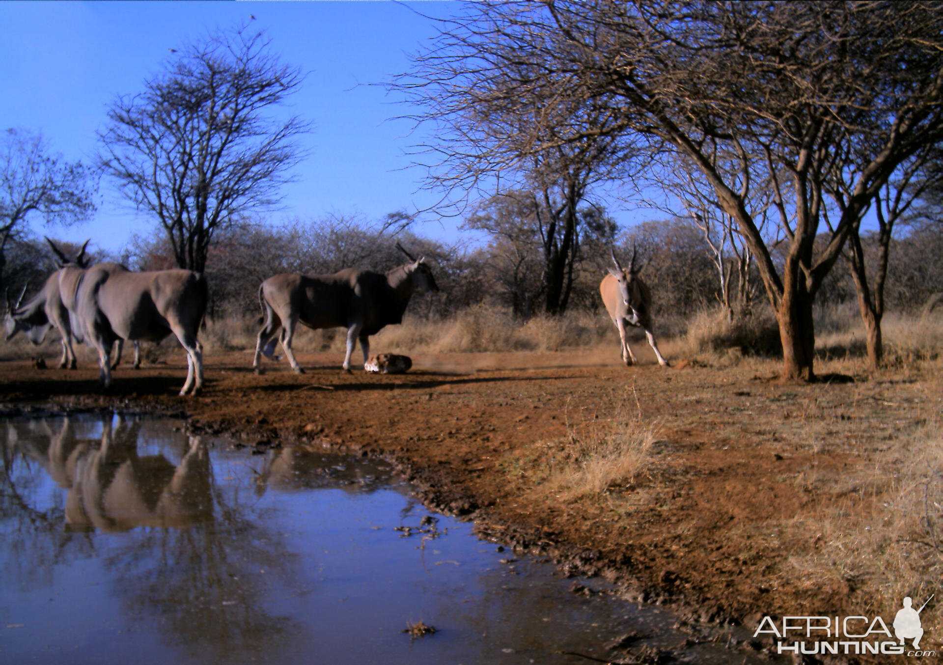 Eland Namibia