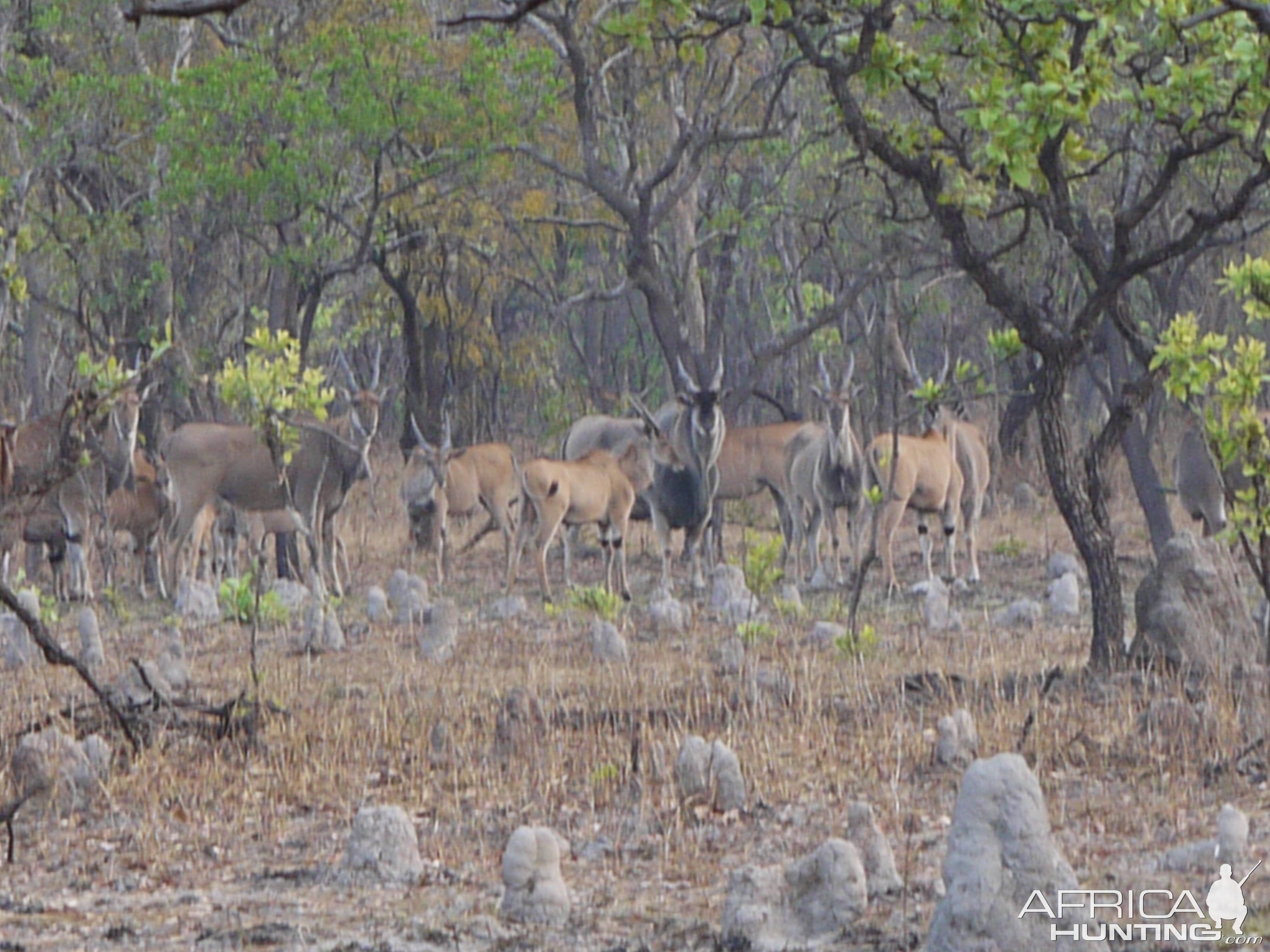 eland on takeri