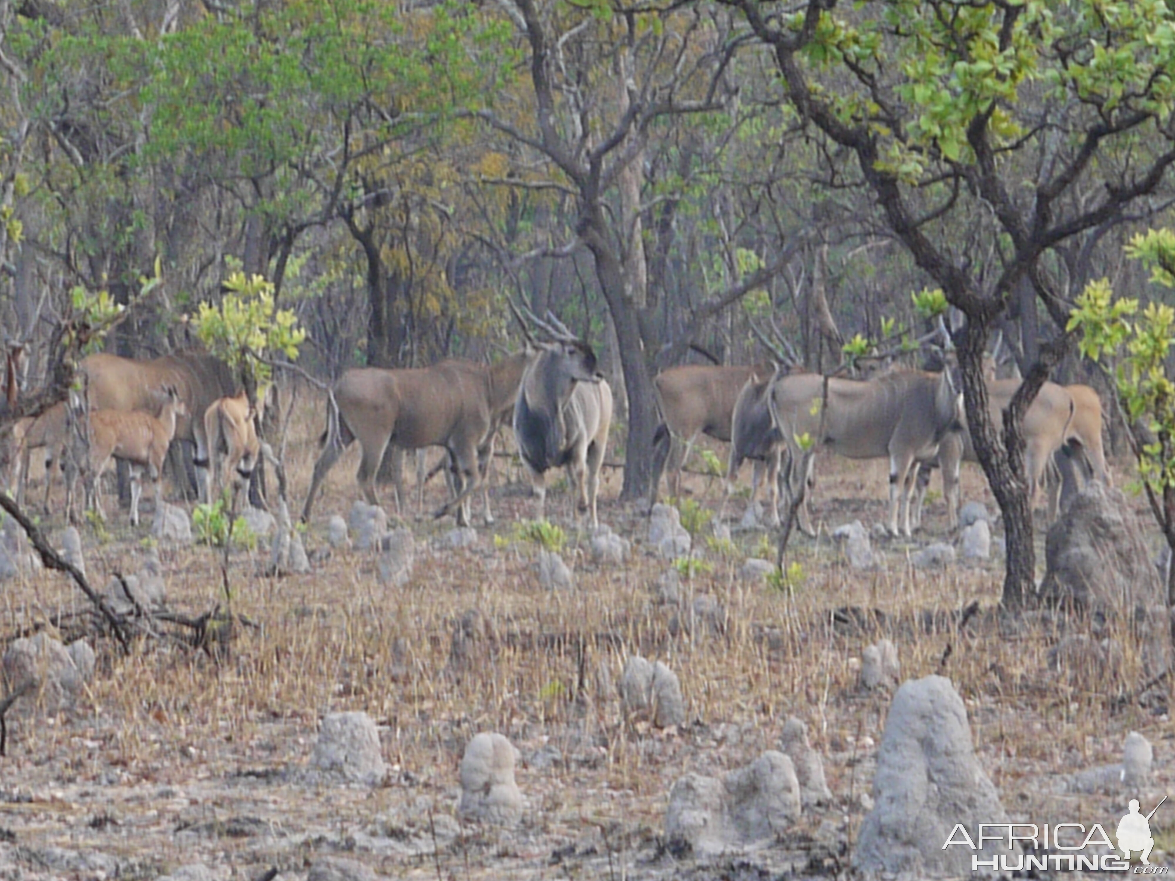 eland on takeri