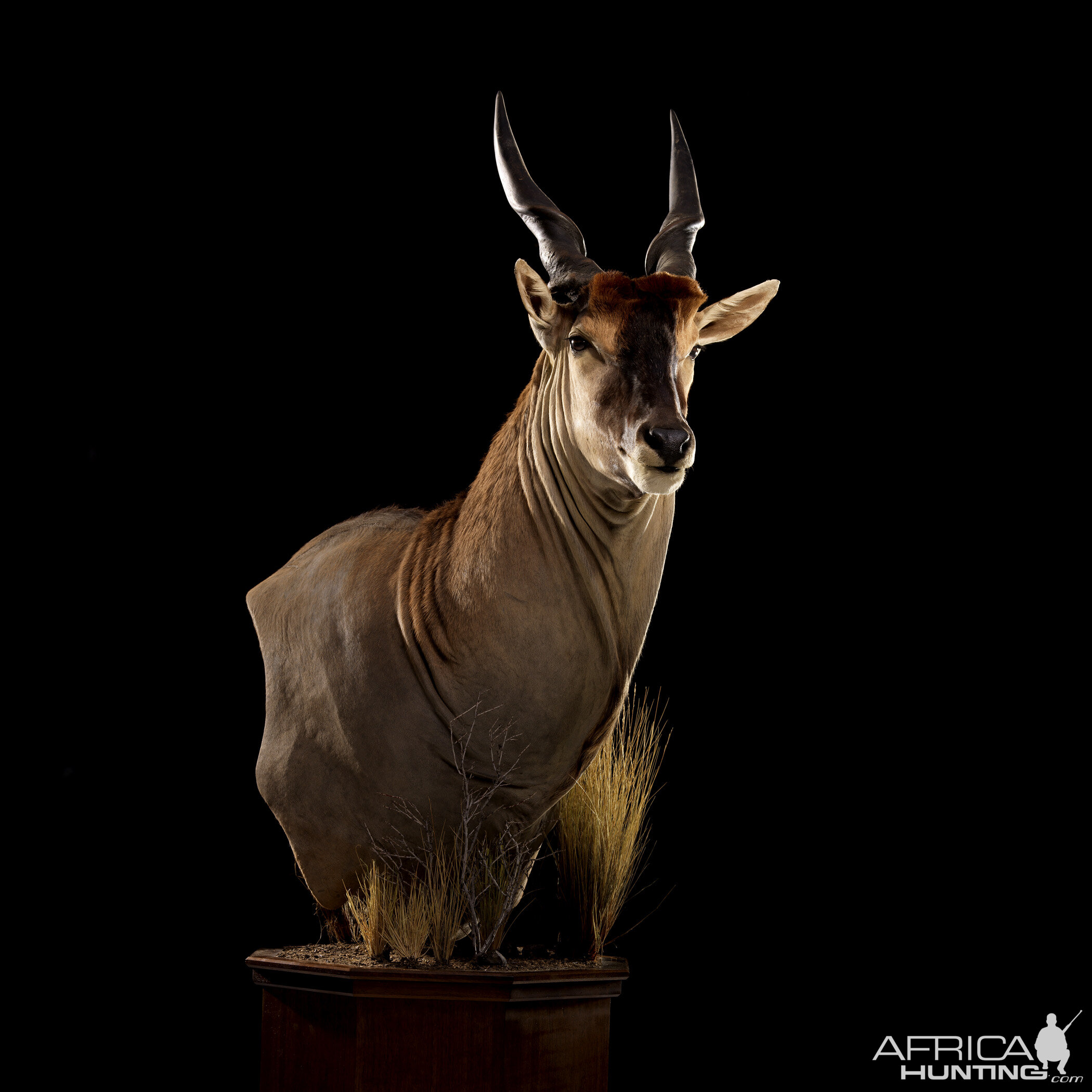 Eland Pedestal Mount Taxidermy