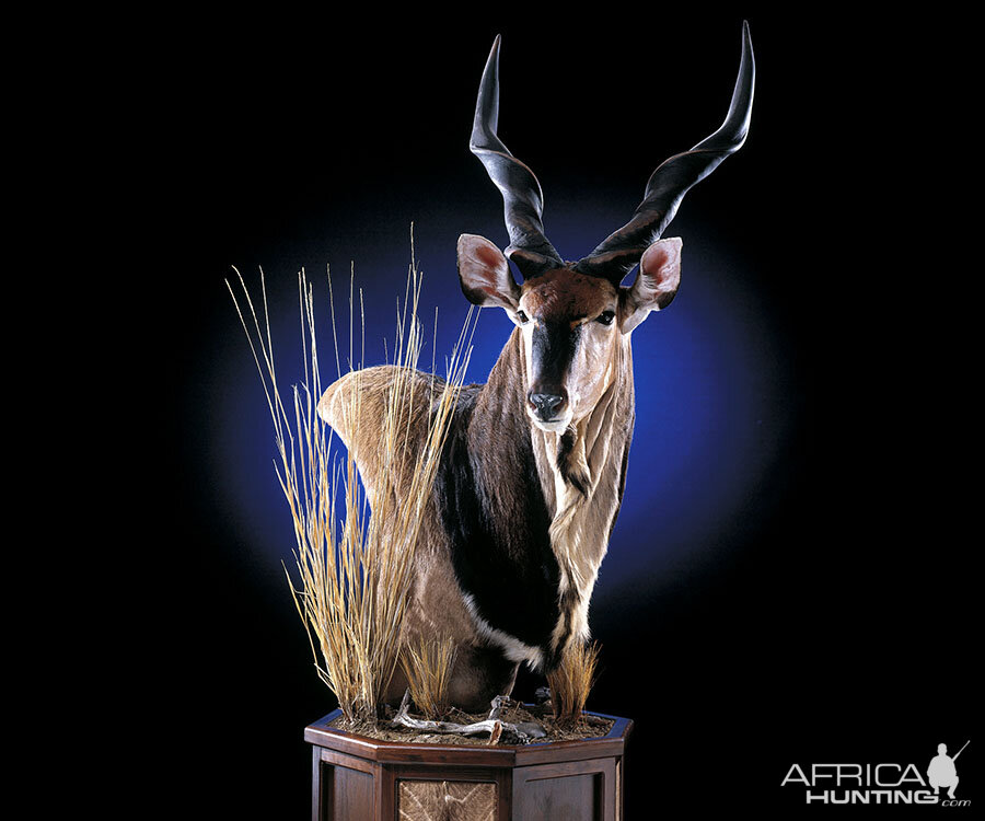 Eland Pedestal Mount Taxidermy