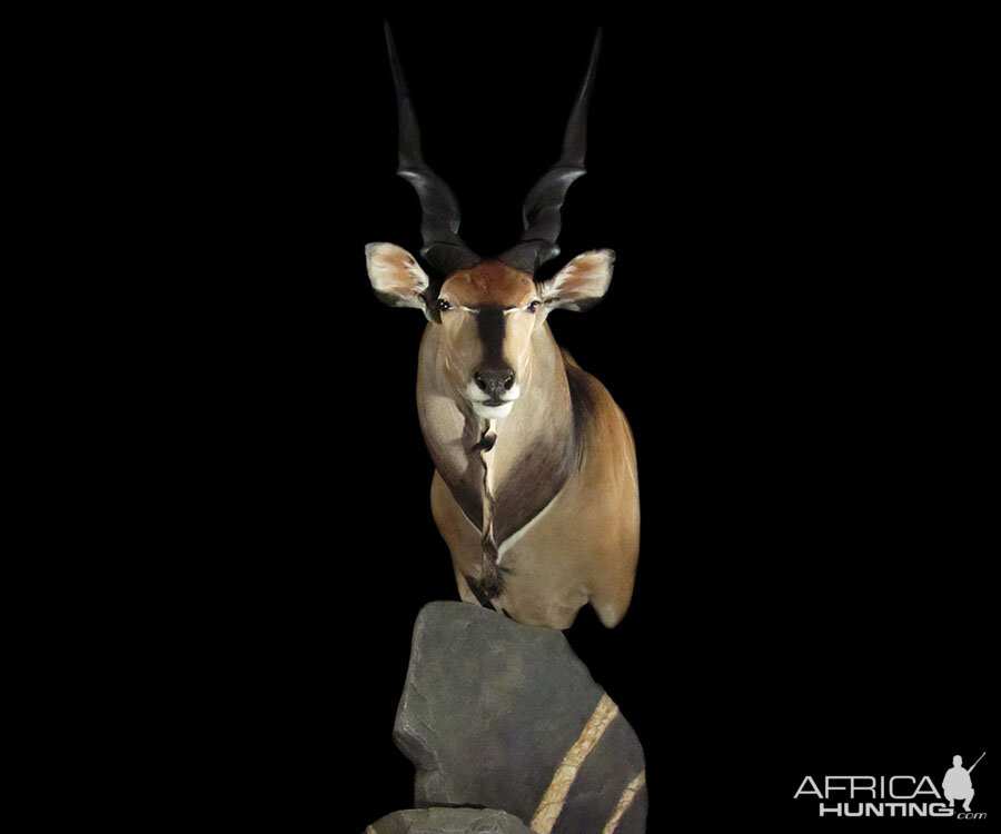 Eland Pedestal Mount Taxidermy