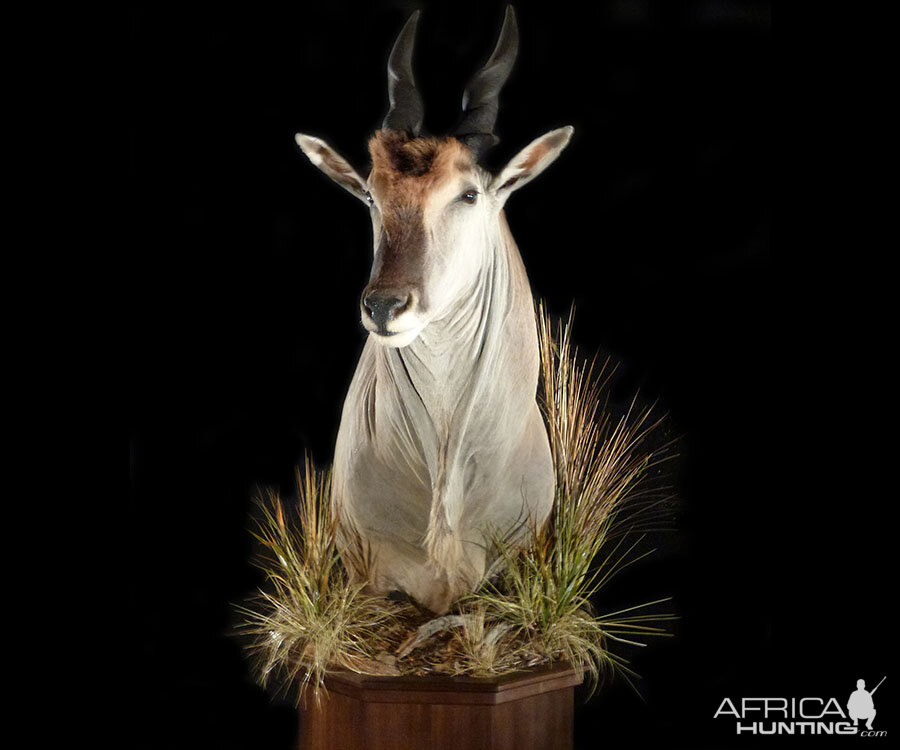 Eland Pedestal Mount Taxidermy