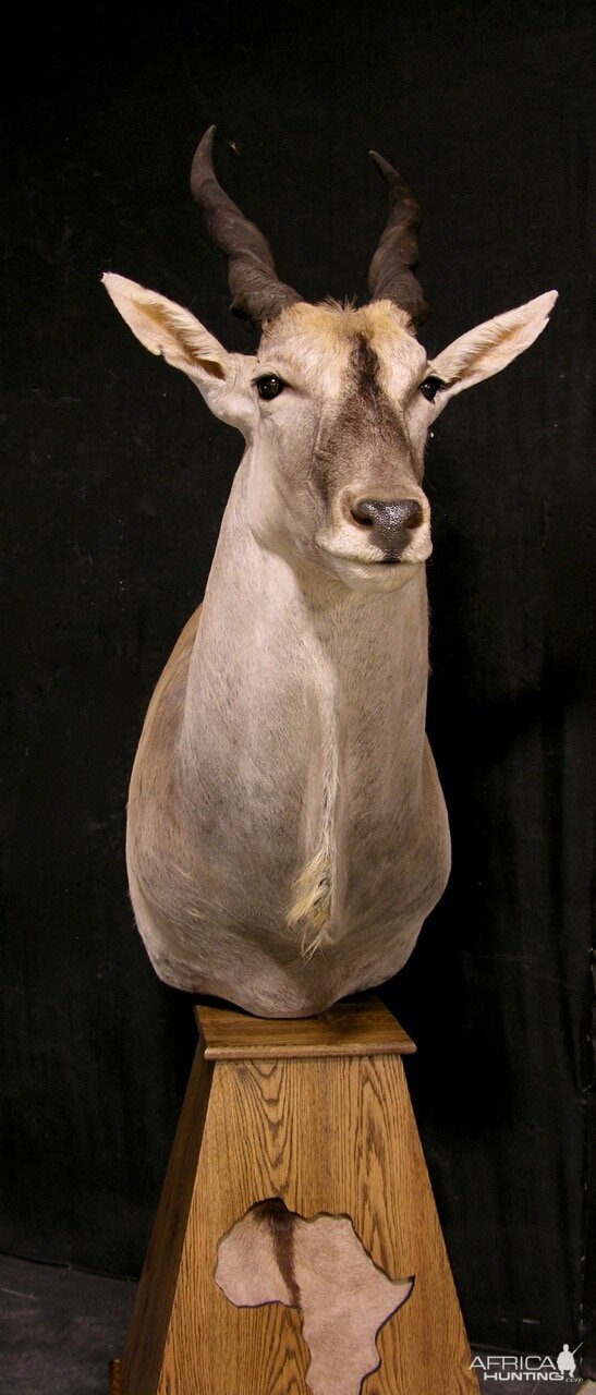 Eland Pedestal Mount Taxidermy