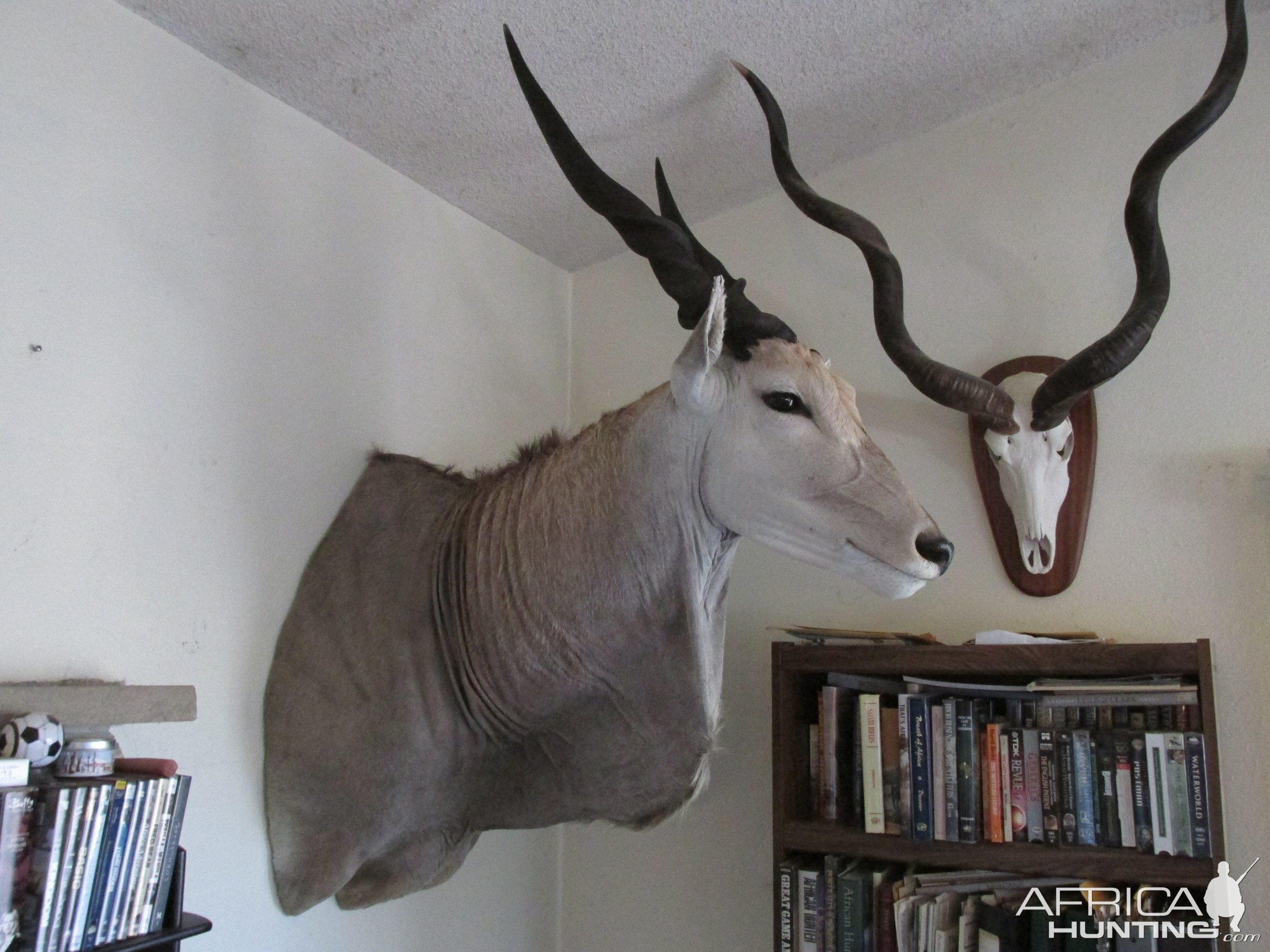 Eland Shoulder Mount & Kudu European Skull Mount Taxidermy