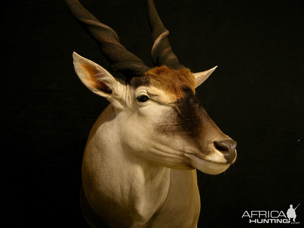 Eland Shoulder Mount Pedestal Taxidermy