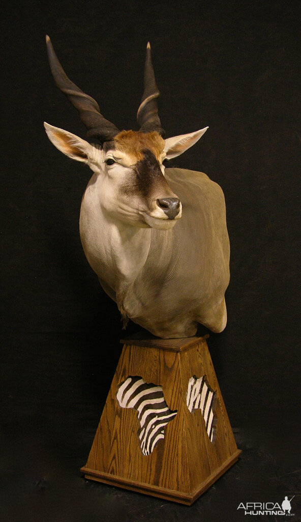 Eland Shoulder Mount Pedestal Taxidermy