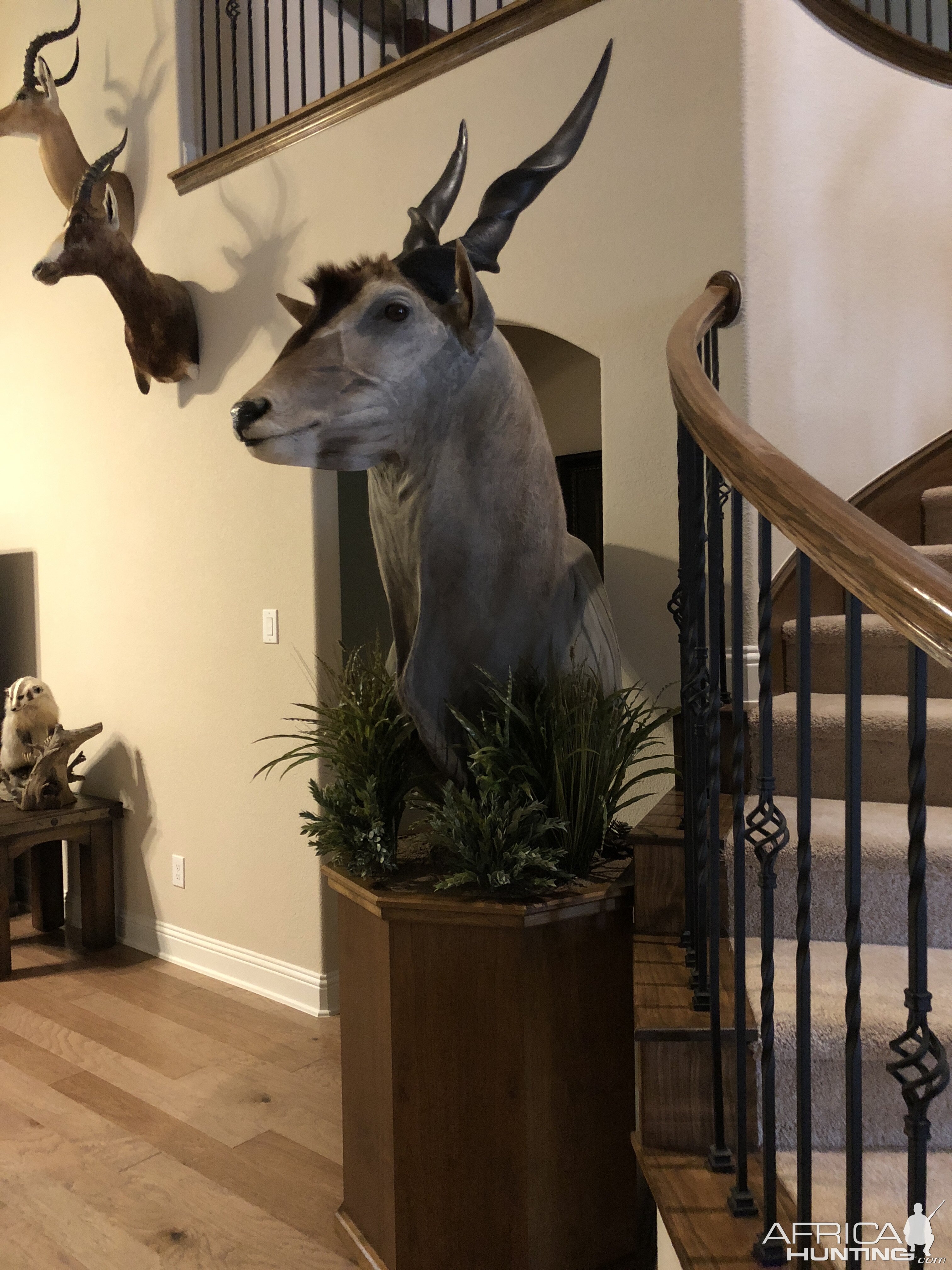 Eland Shoulder Mount Pedestal Taxidermy