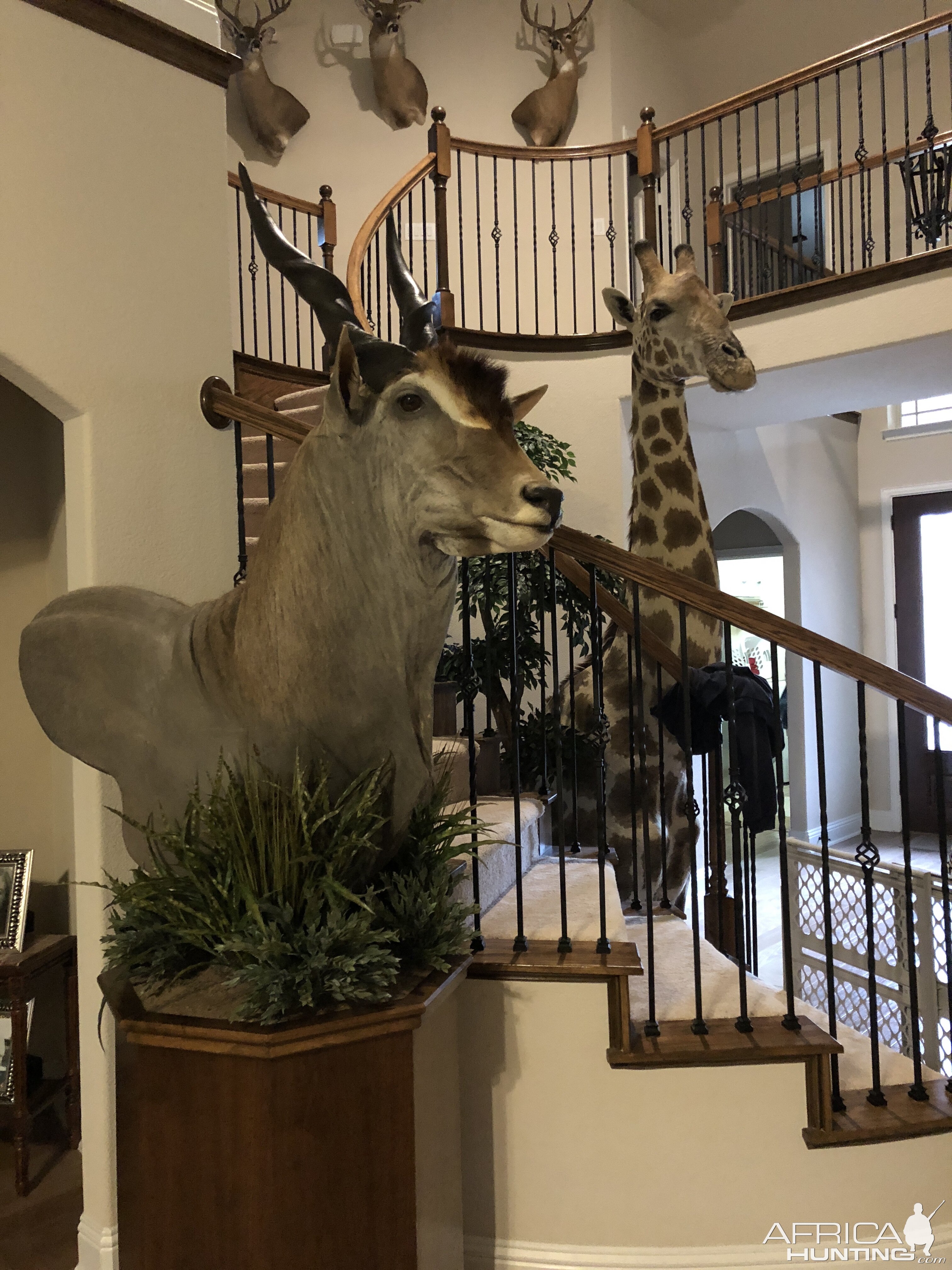 Eland Shoulder Mount Pedestal Taxidermy