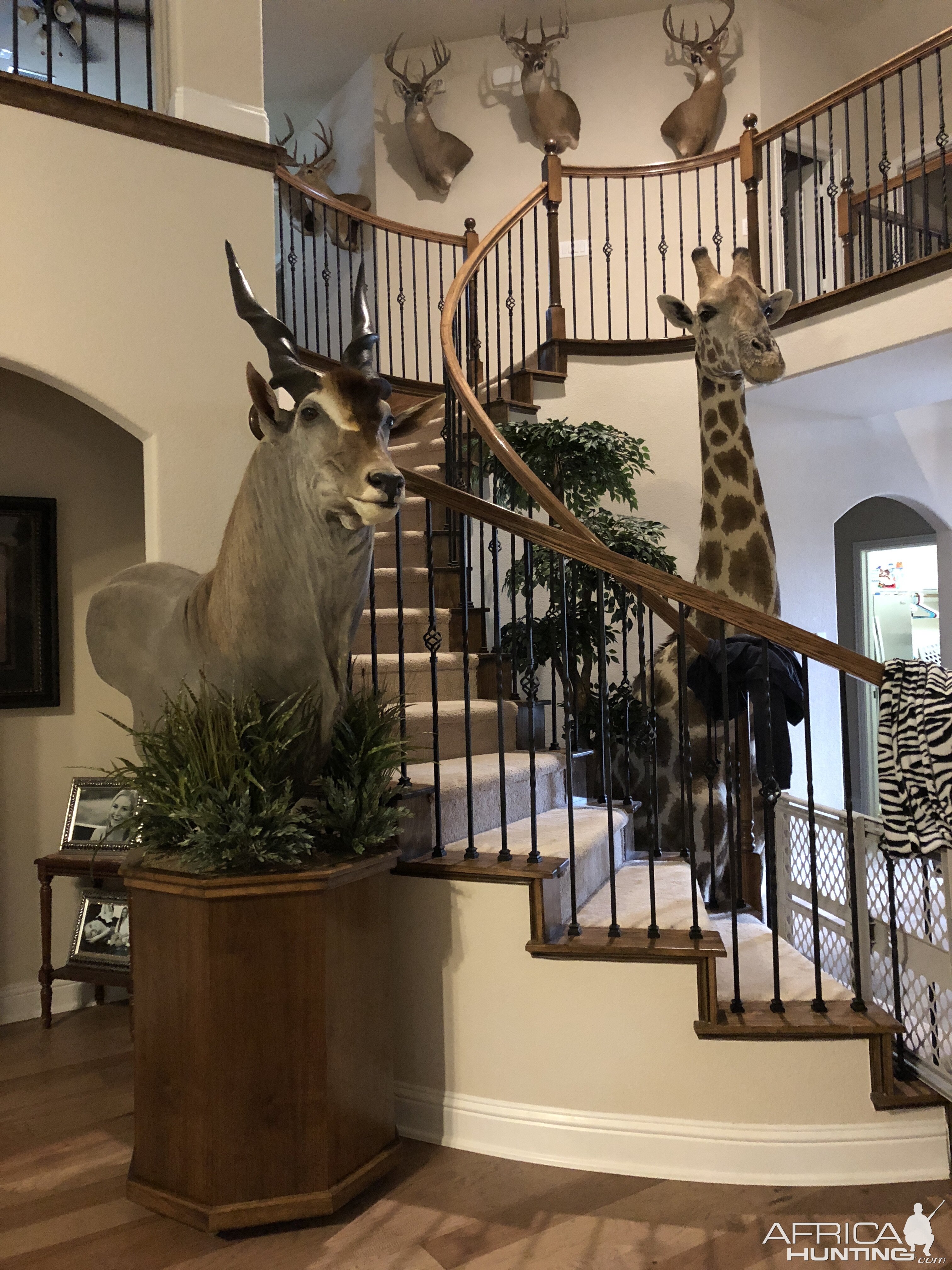 Eland Shoulder Mount Pedestal Taxidermy