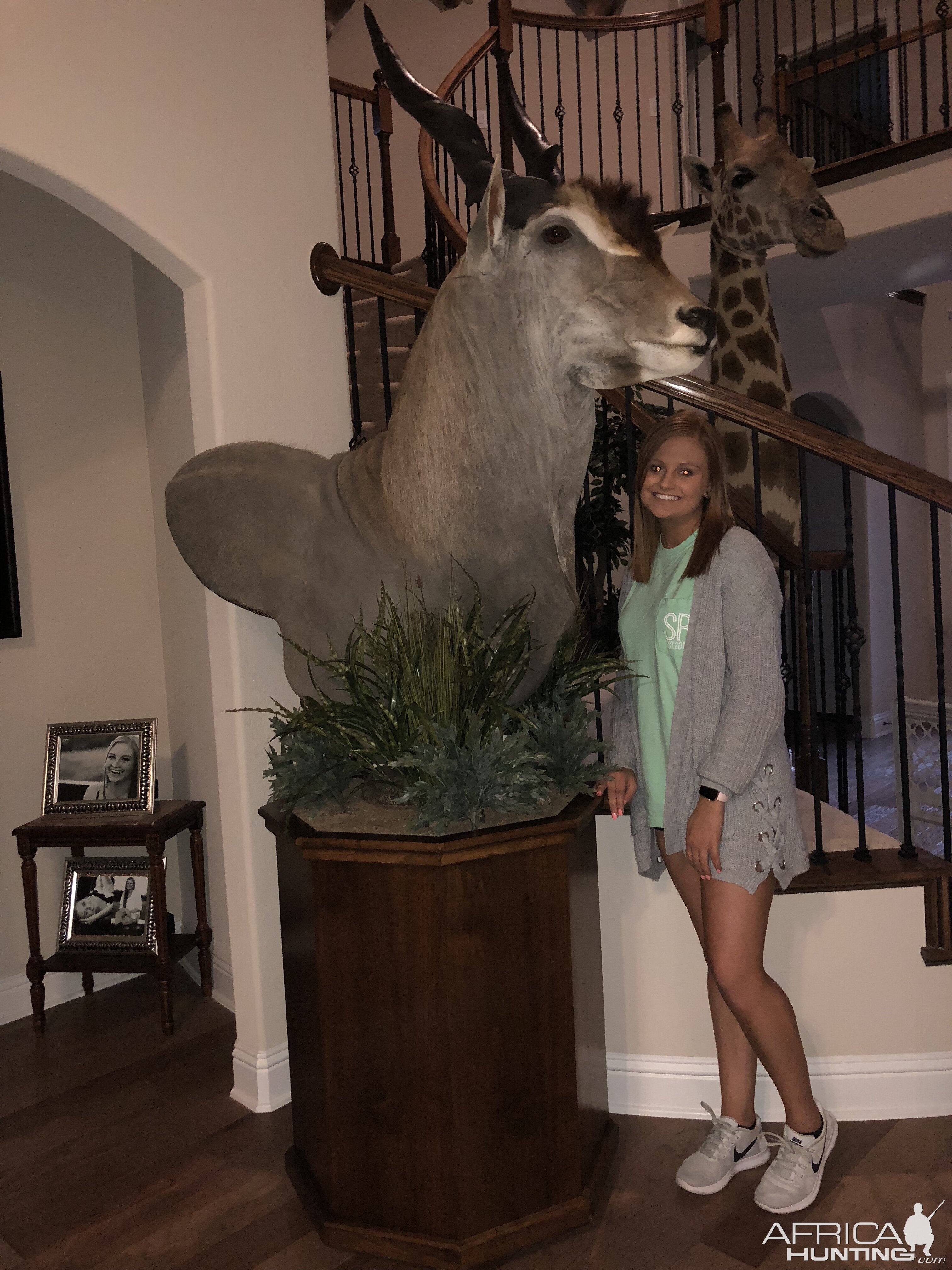 Eland Shoulder Mount Pedestal Taxidermy