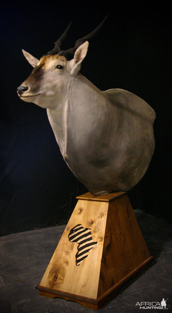 Eland Shoulder Mount Pedestal Taxidermy