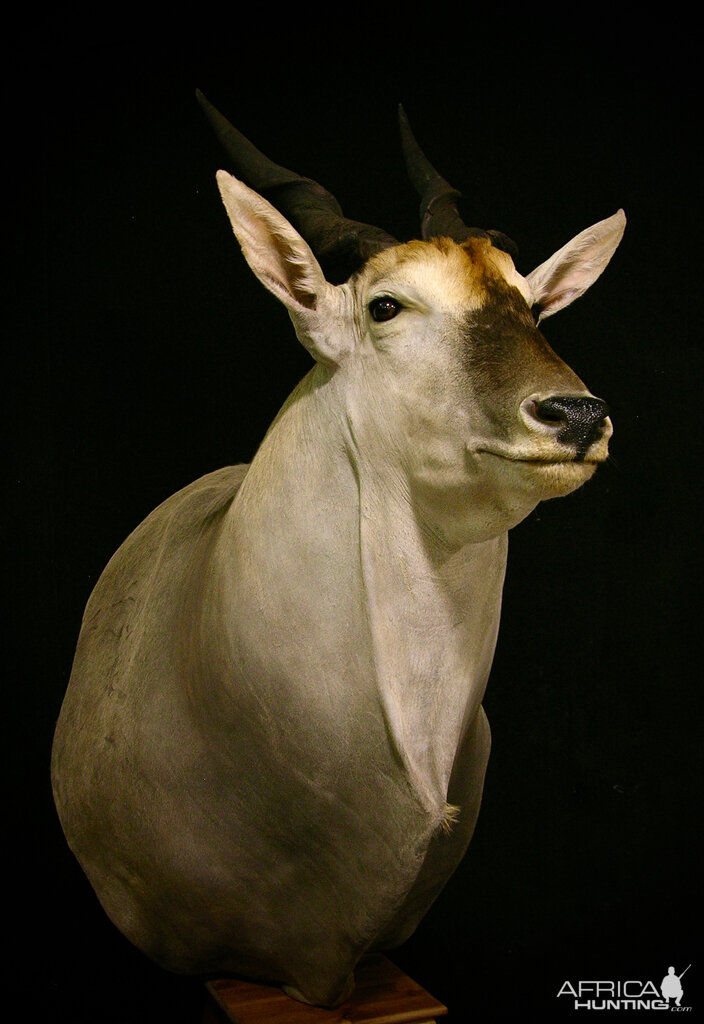 Eland Shoulder Mount Pedestal Taxidermy