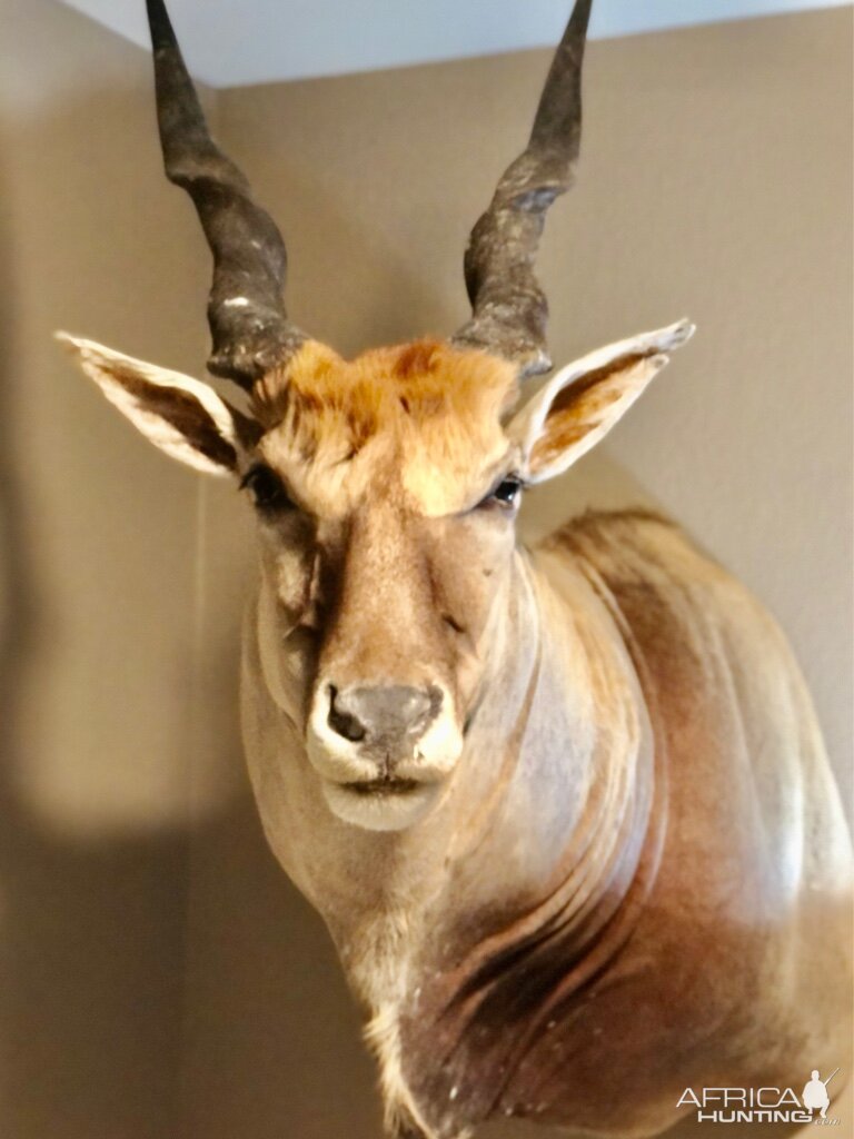 Eland Shoulder Mount Taxidermy