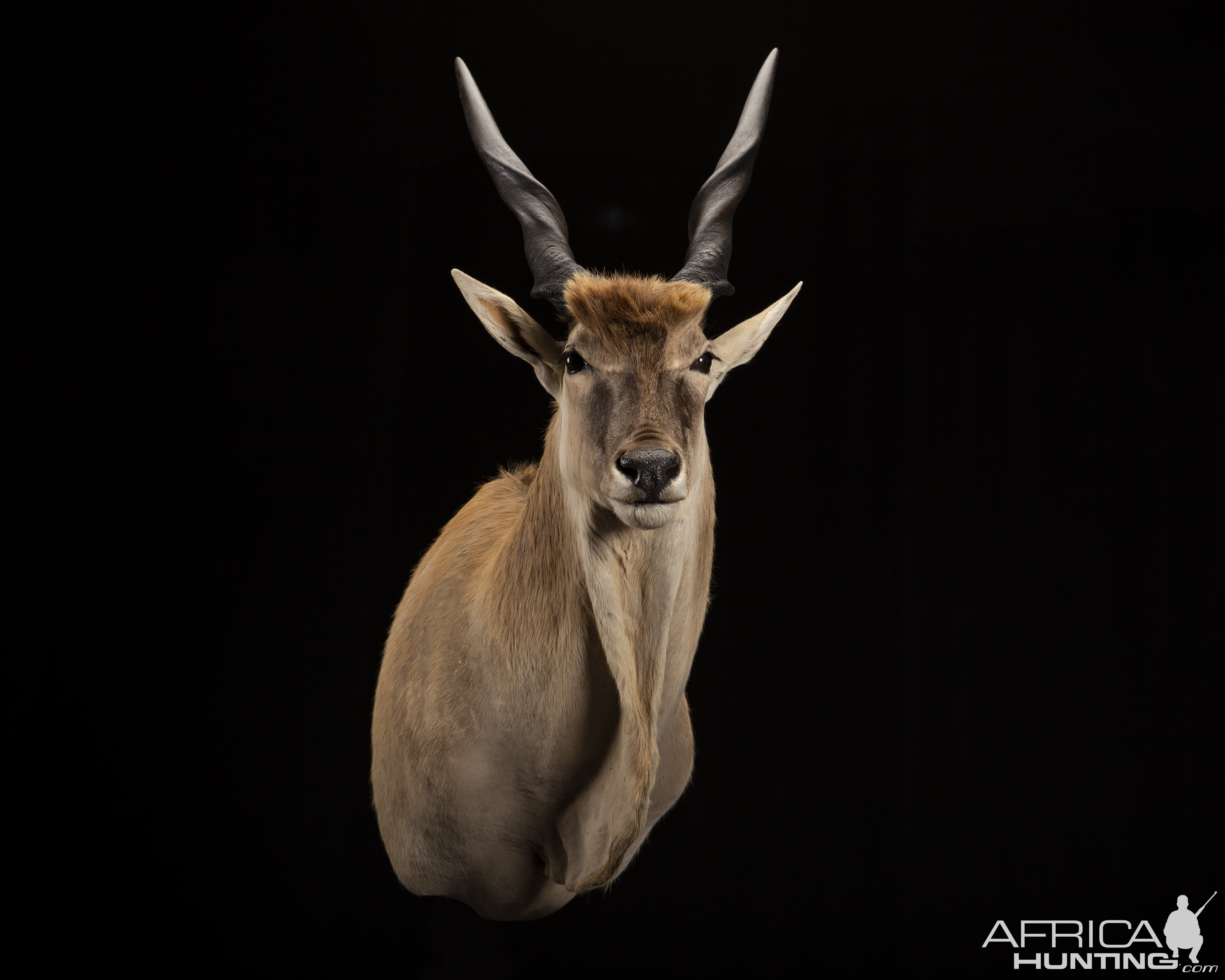 Eland Shoulder Mount Taxidermy