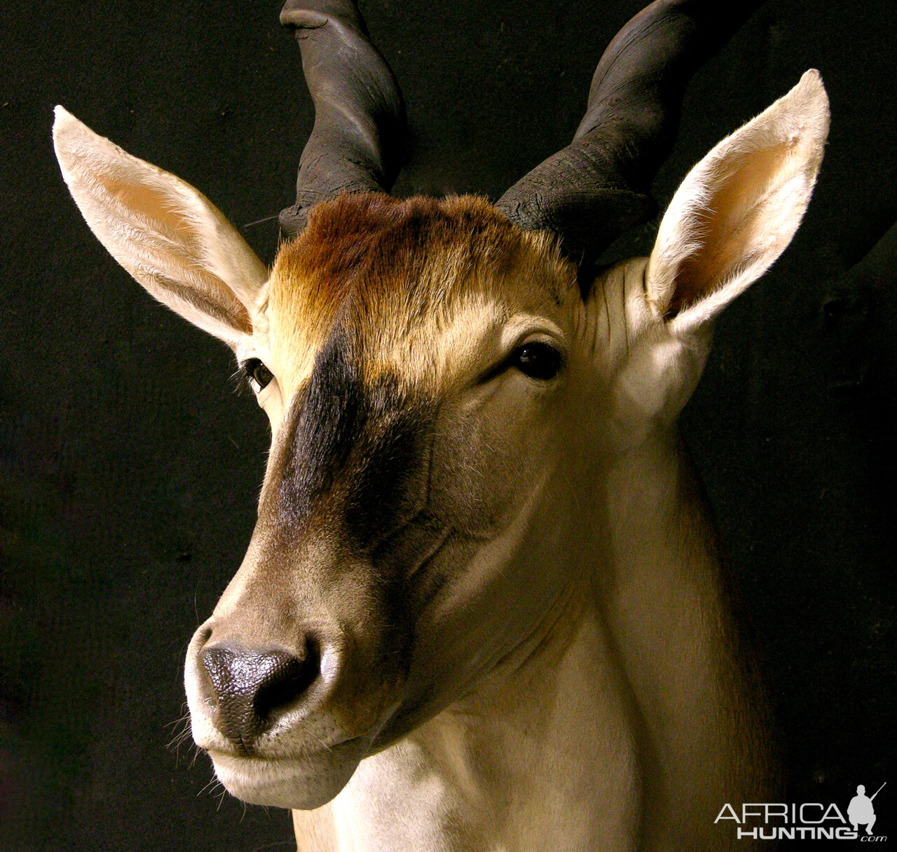 Eland Shoulder Mount Taxidermy