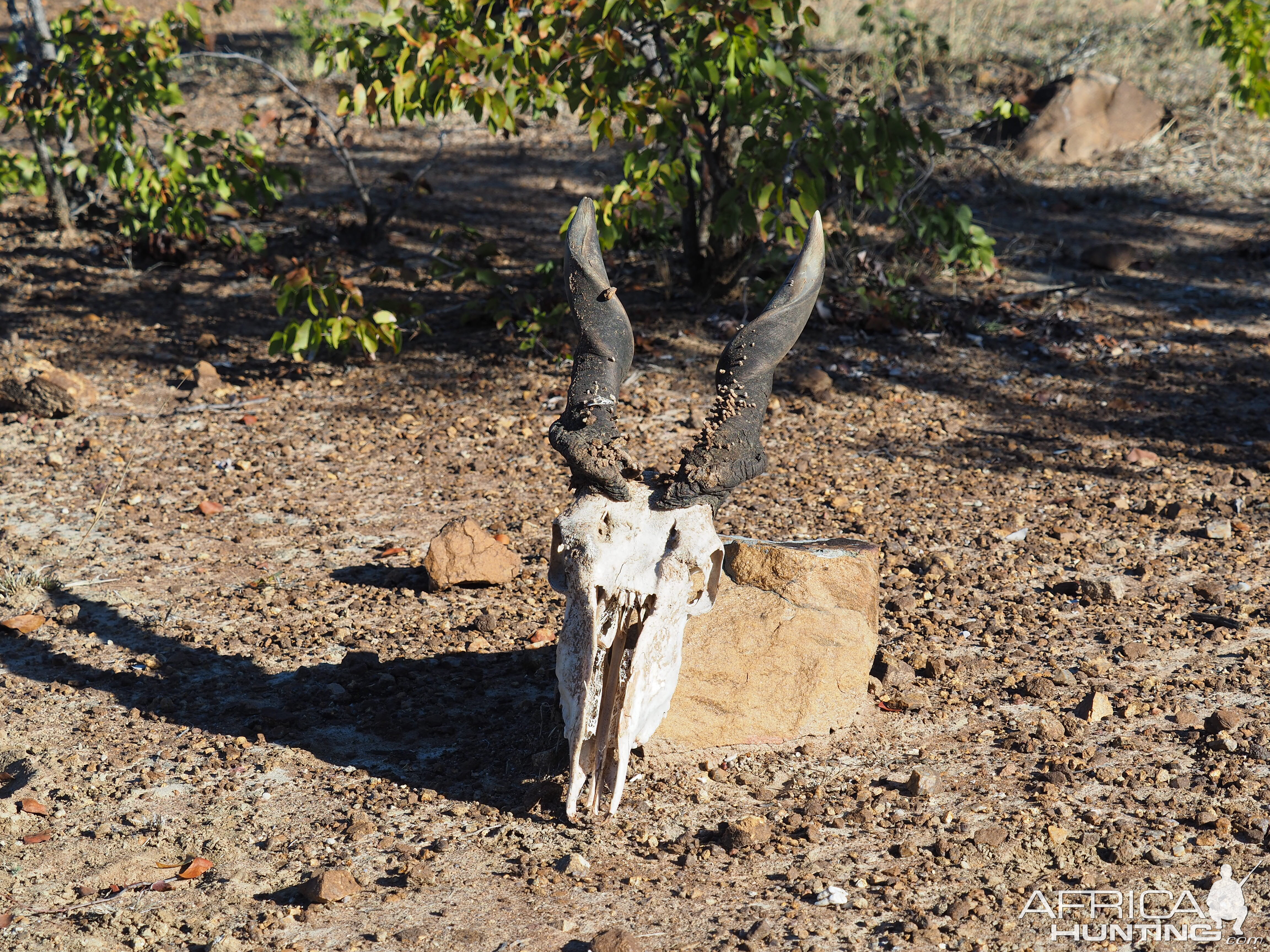 Eland Skull Zimbabwe