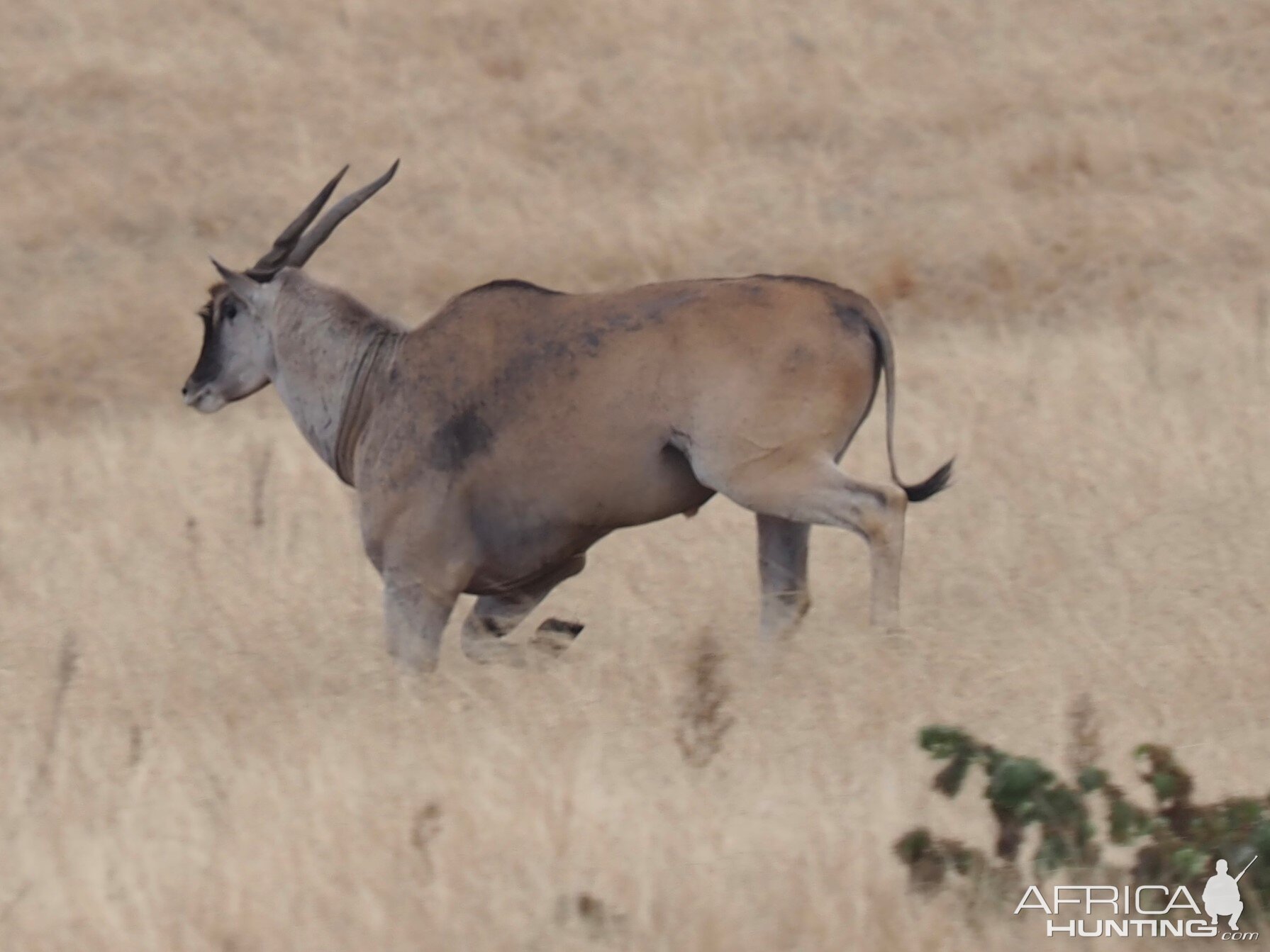 Eland  South Africa