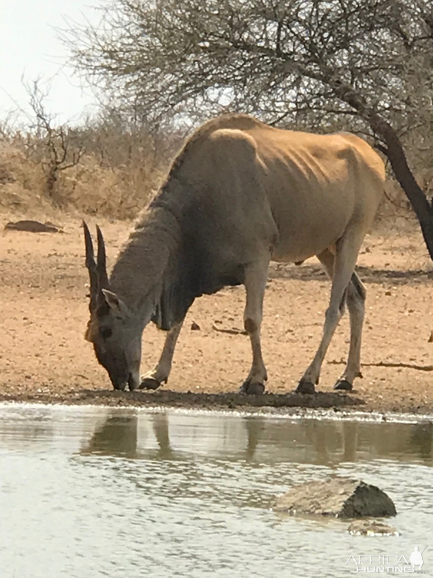 Eland South Africa