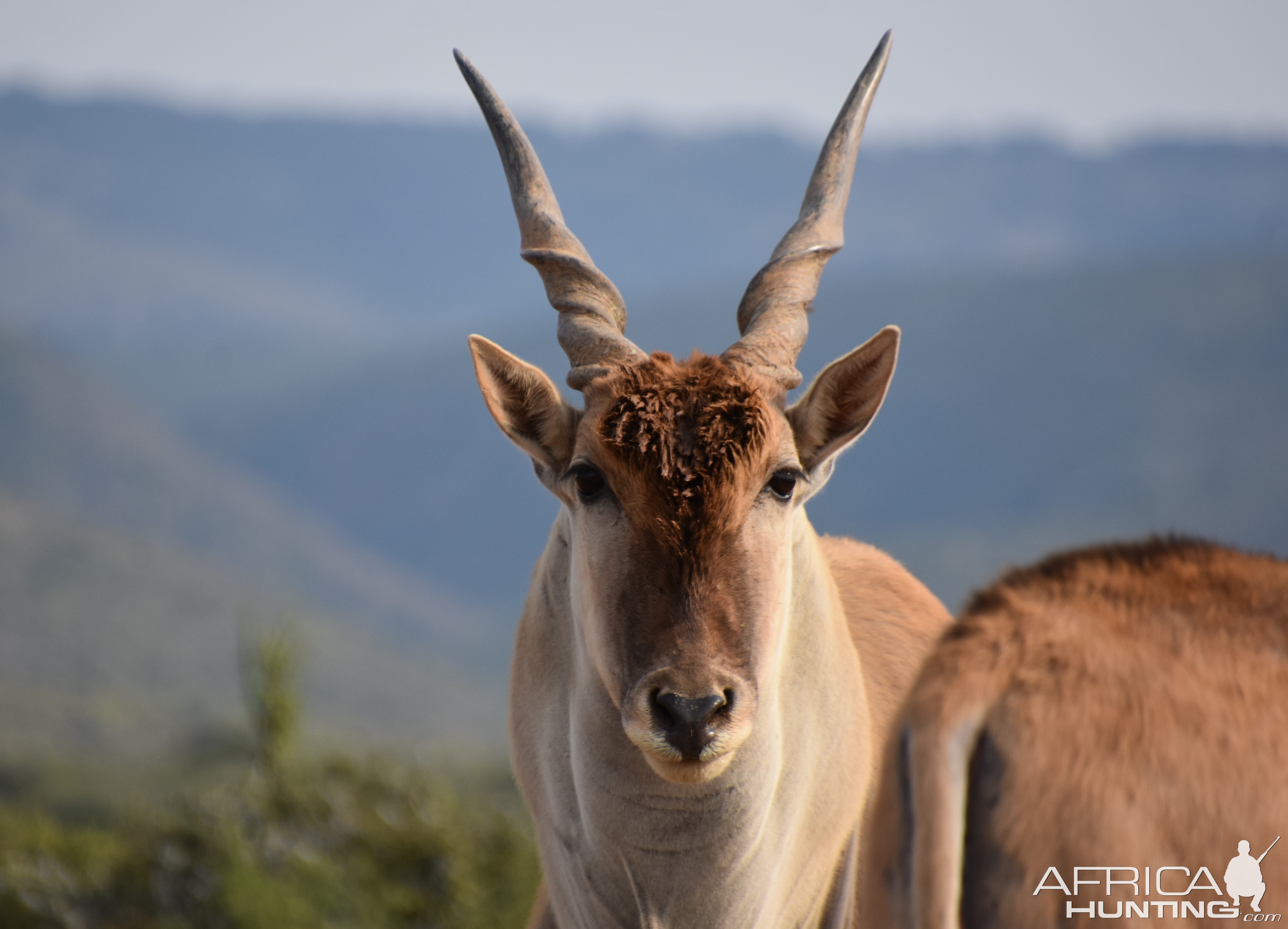 Eland South Africa