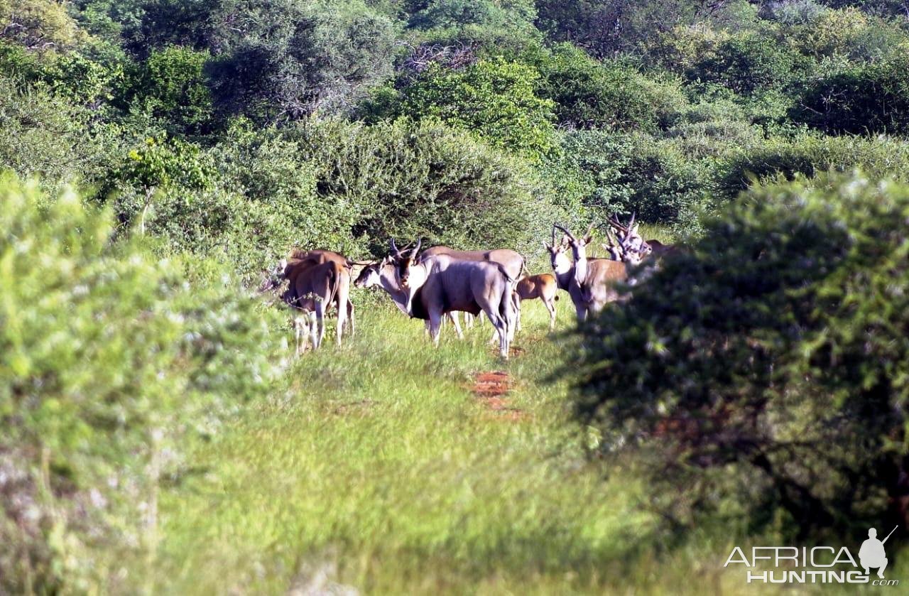 Eland South Africa