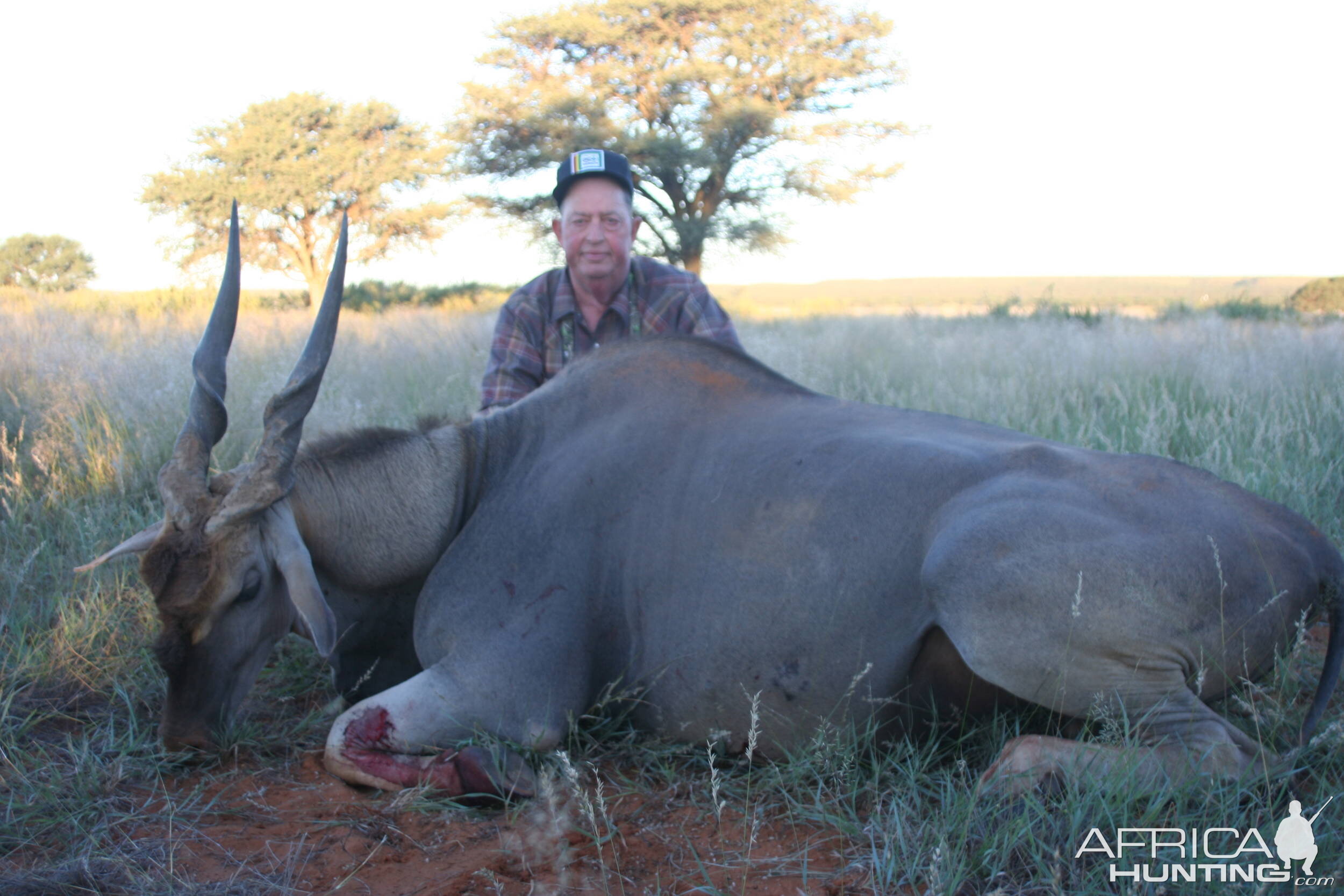 Eland - South Africa