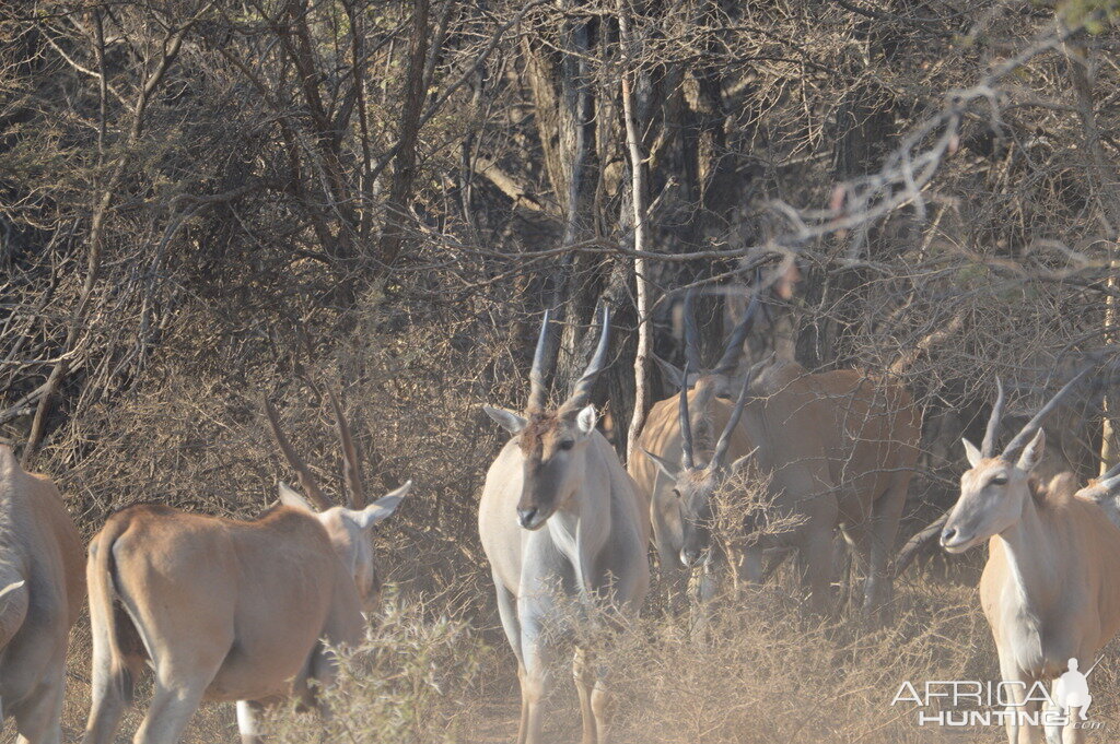 Eland South Africa