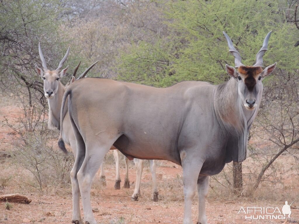 Eland South Africa